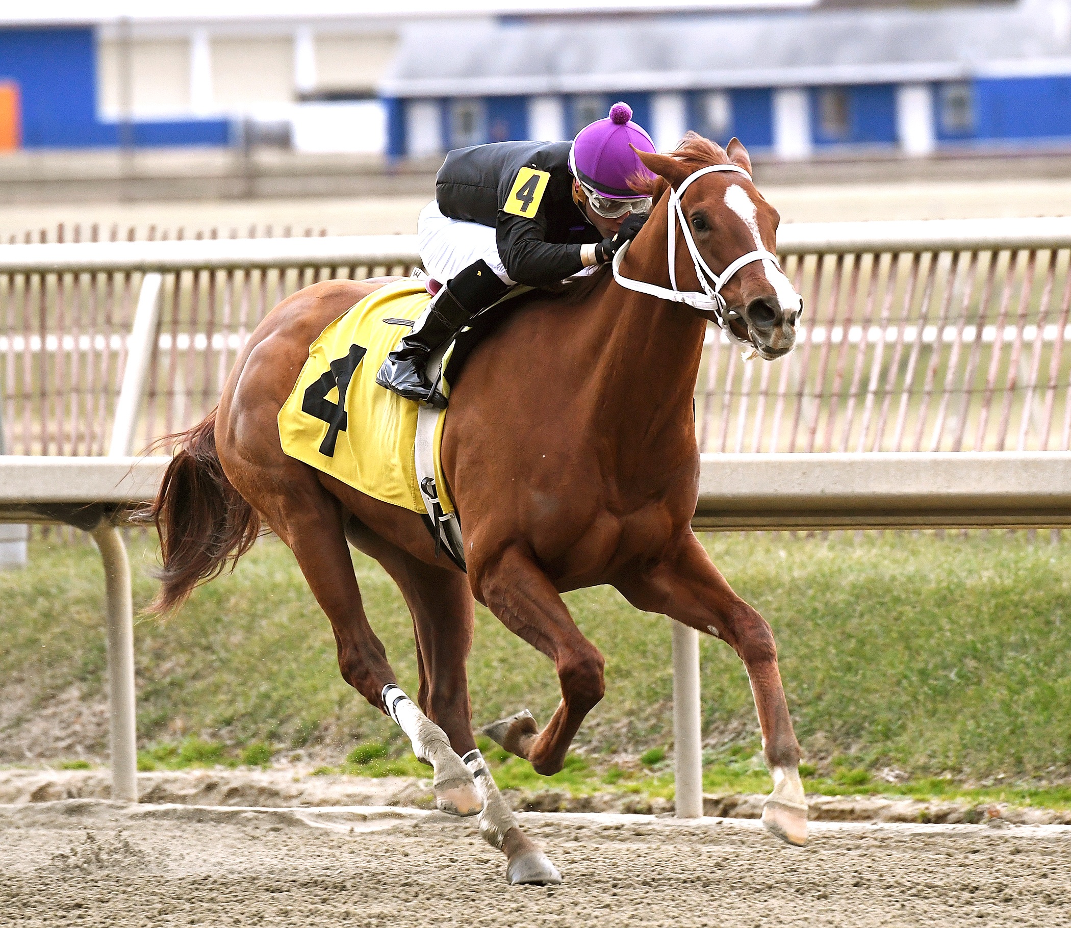 Ms Locust Point wins the Gin Talking Stakes