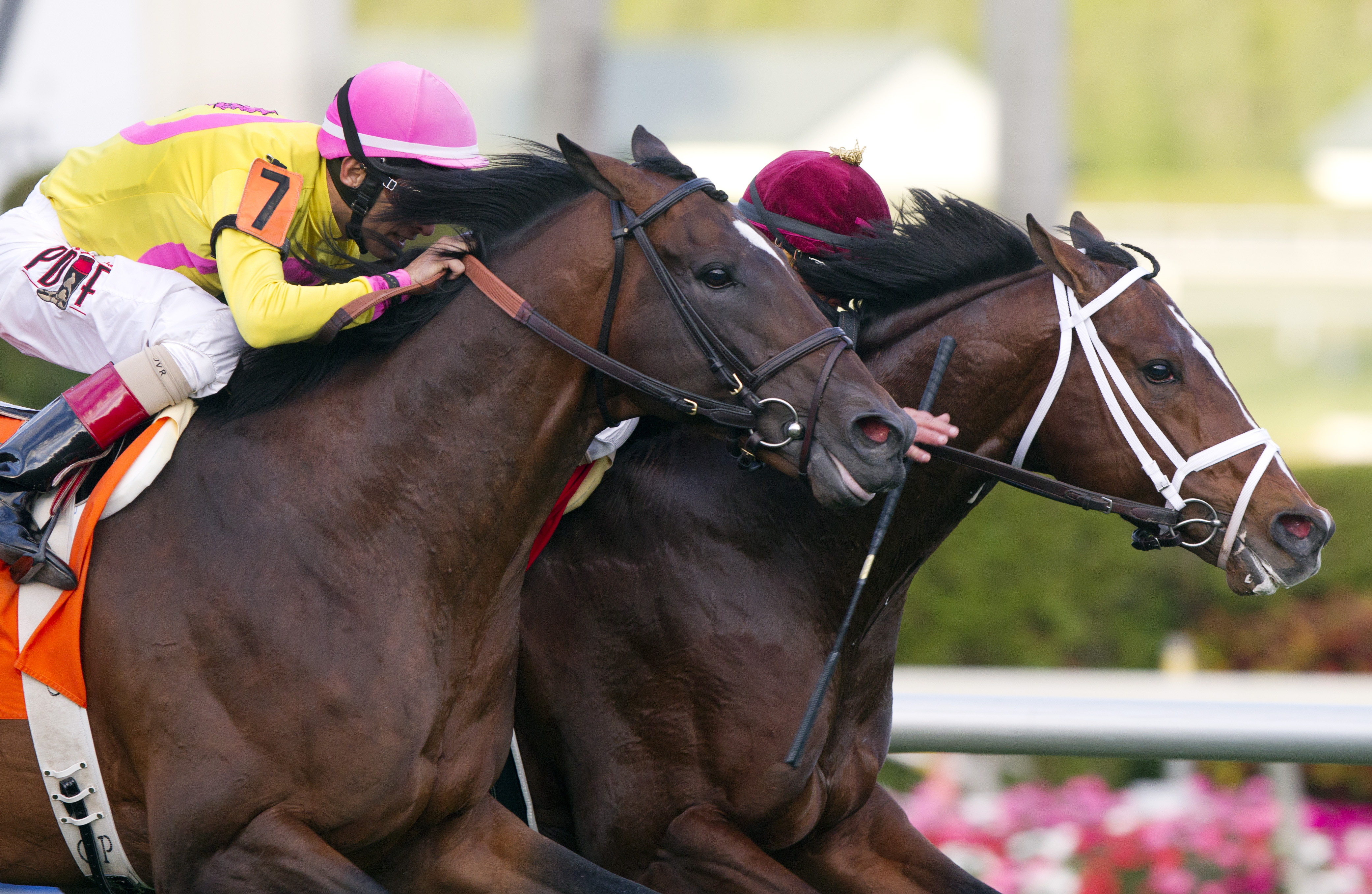 Mshawish 2-7-2015