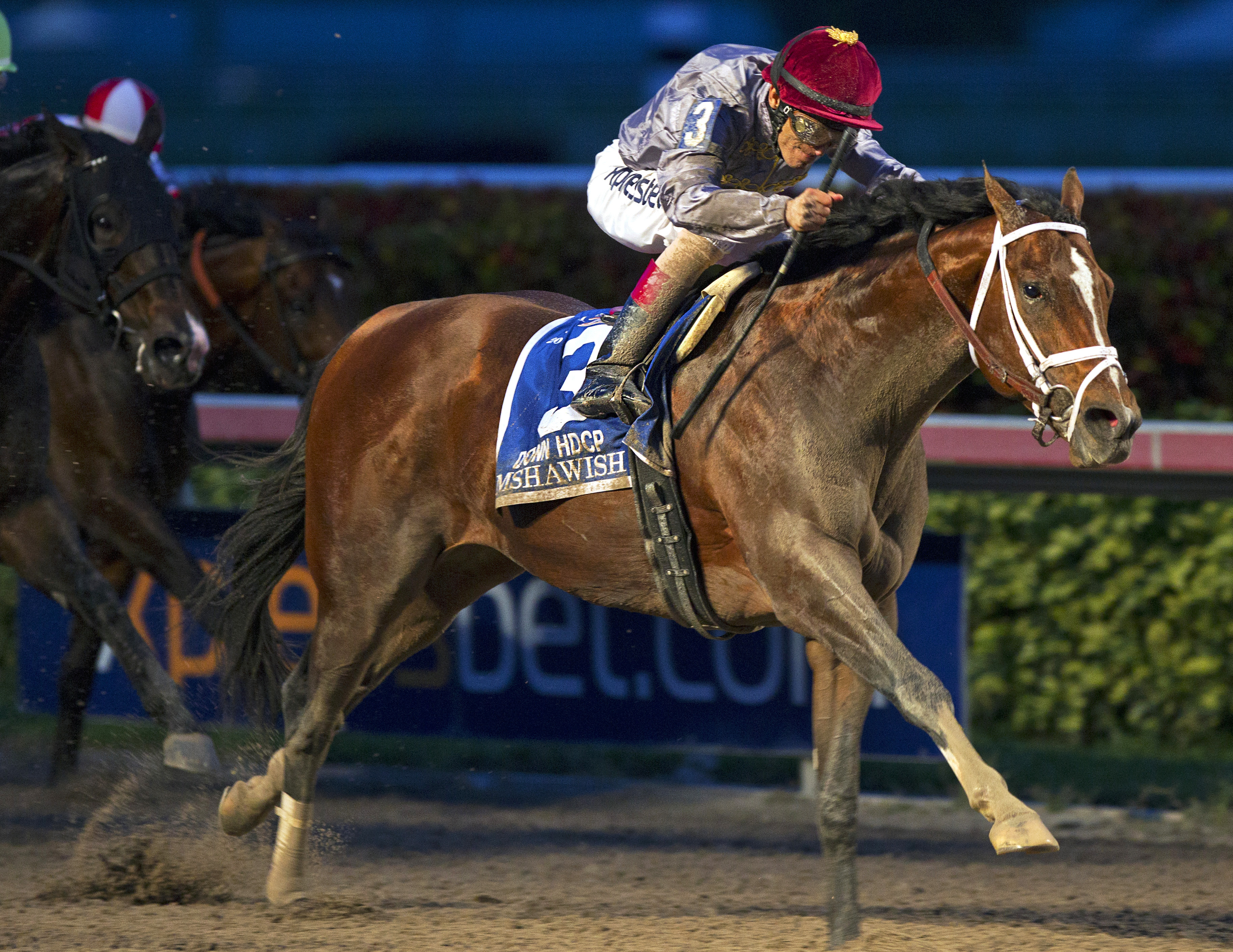 Mshawish wins the Donn Handicap
