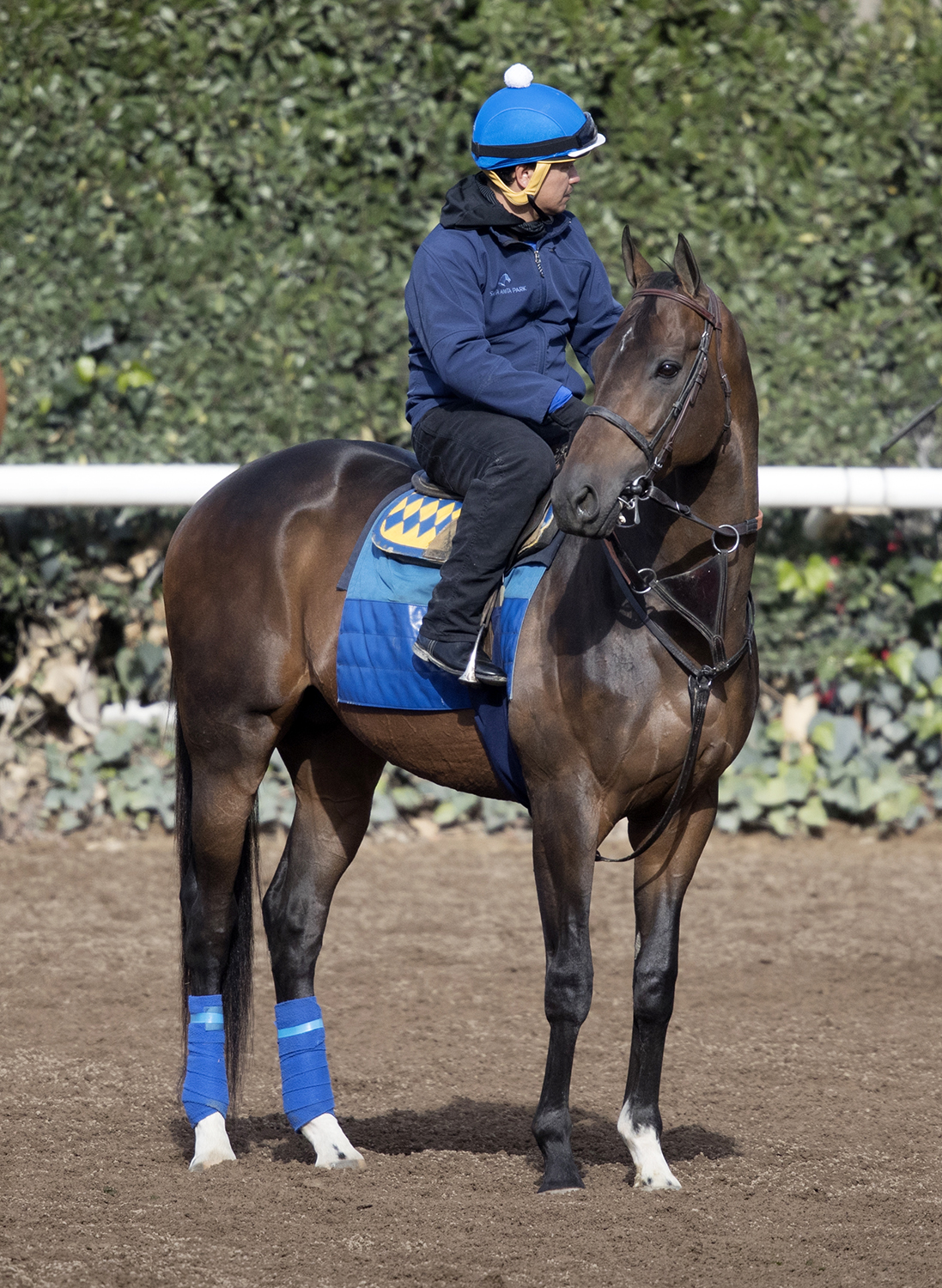 Mubtaahij at Santa Anita in February 2018