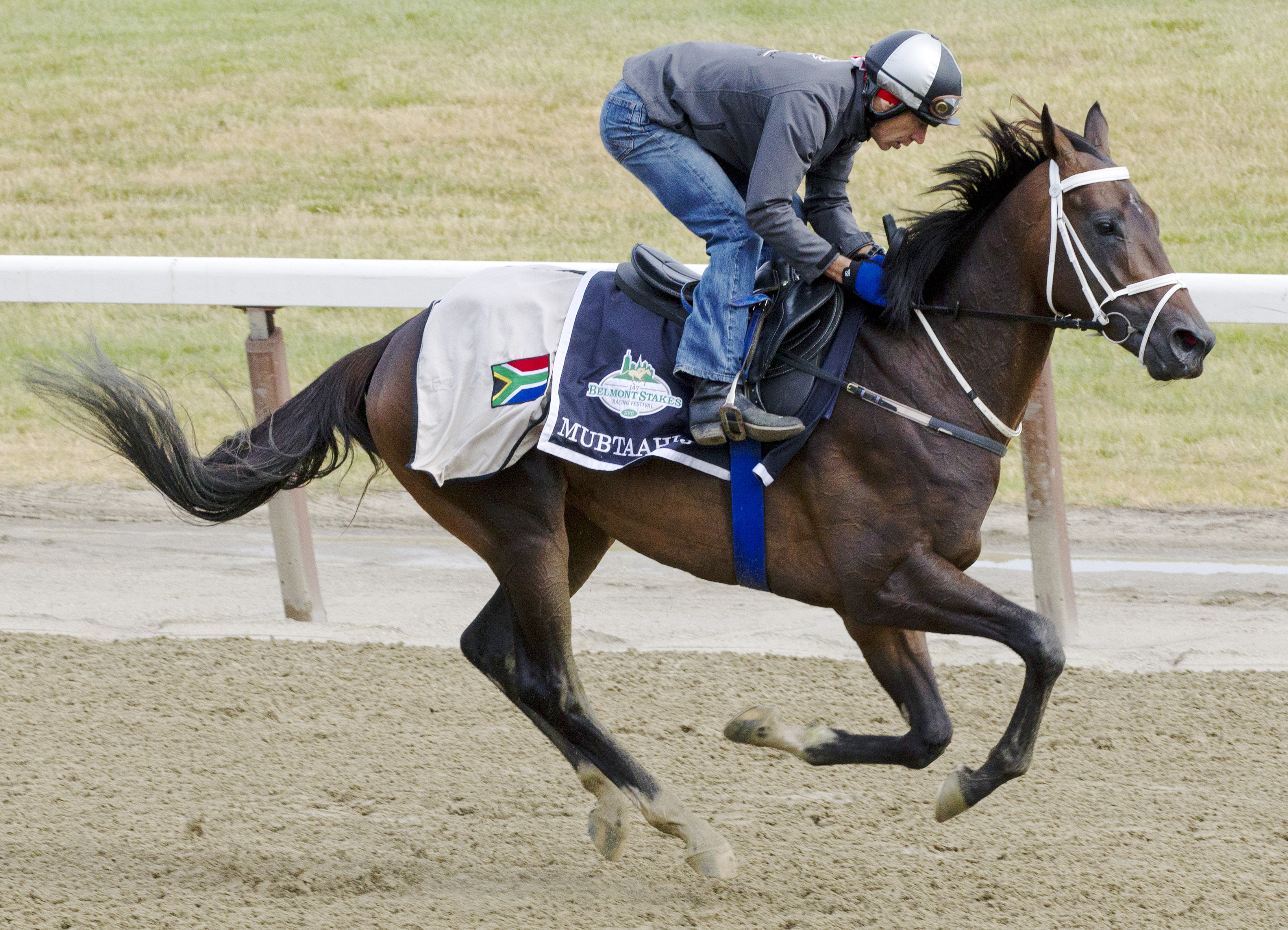 Mubtaahij trains at Belmont on June 3
