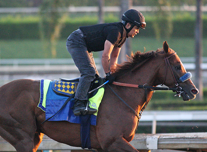 Mucho Gusto trains at Santa Anita Park on Sept. 21