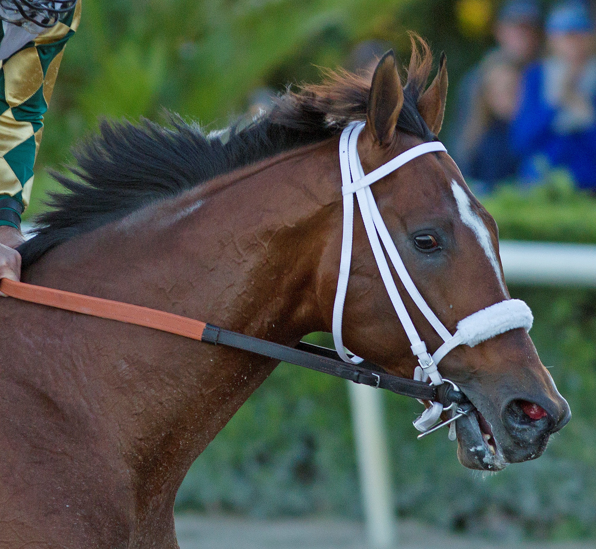 Mucho Macho Man, Jan. 18, 2014