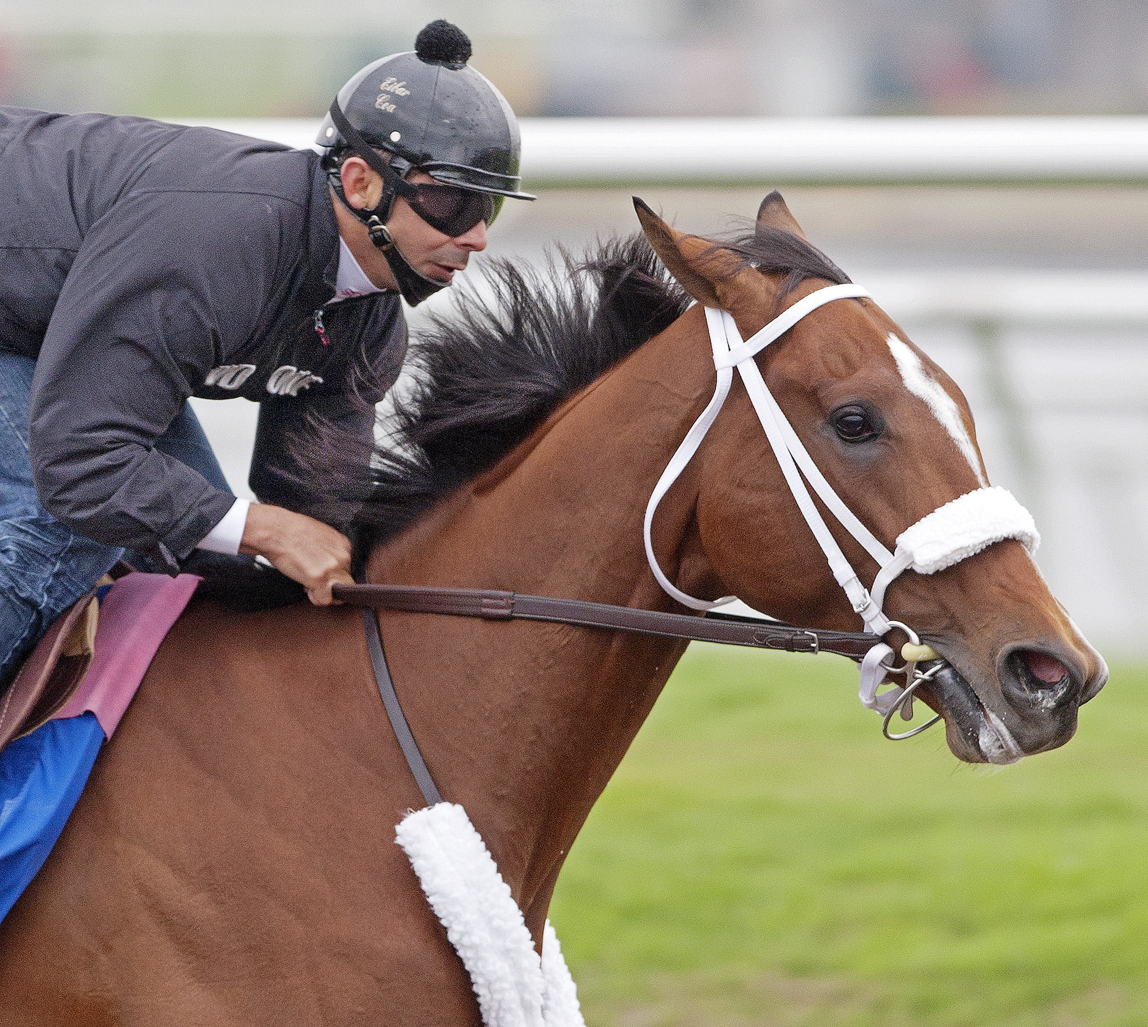 Much Macho Man works at Gulfstream, Feb. 12, 2011