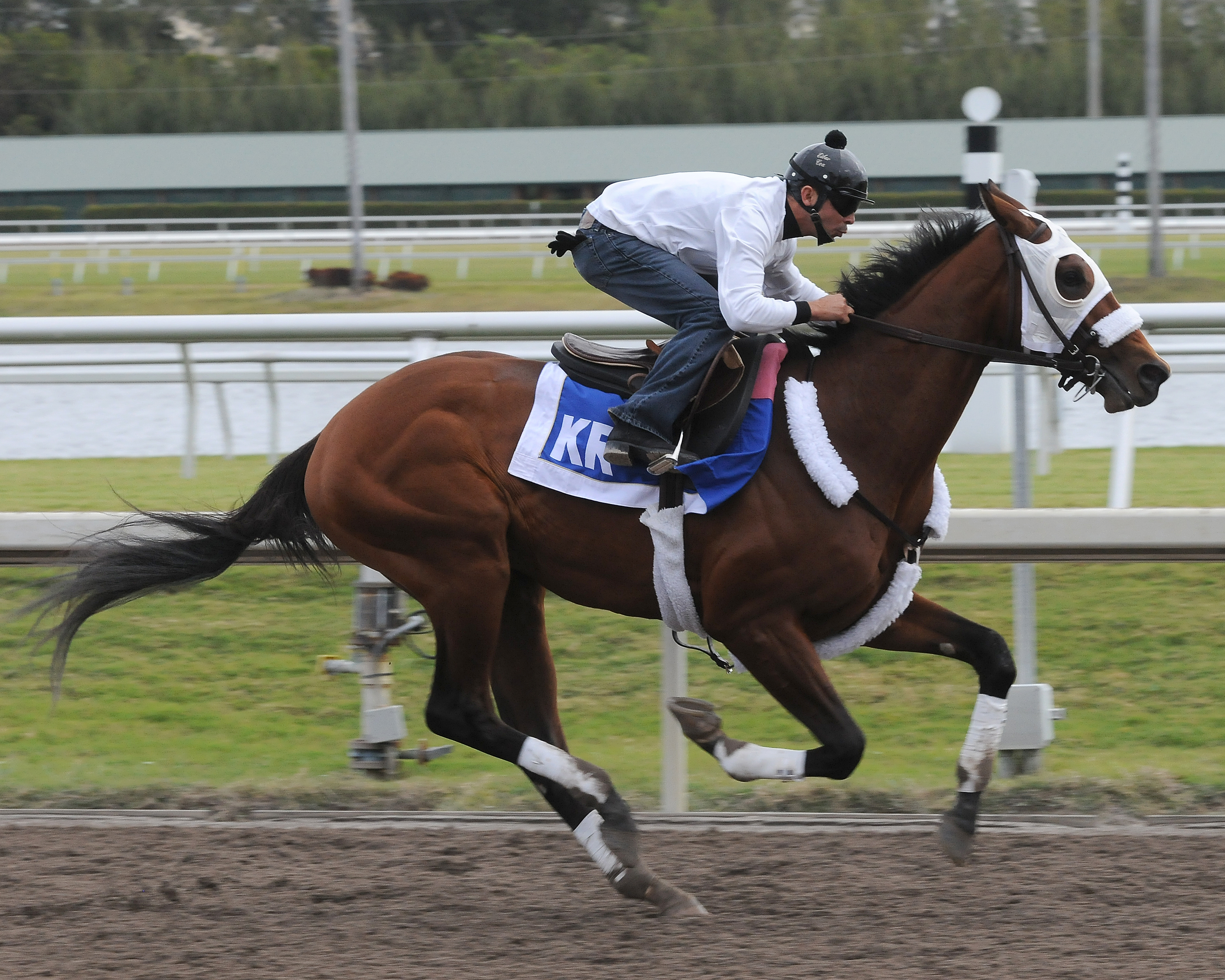 Mucho Macho Man