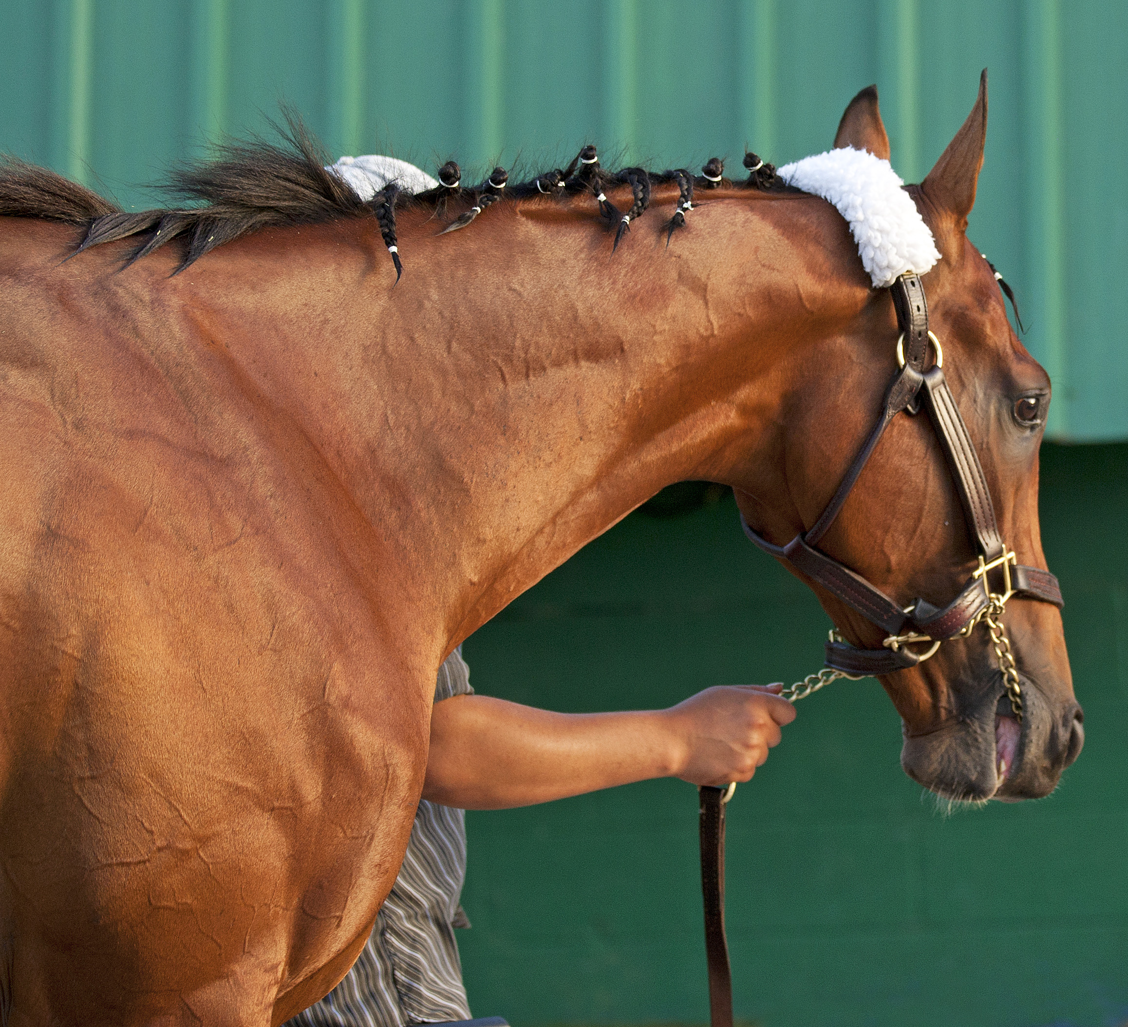 Mucho Macho Man, March 2011