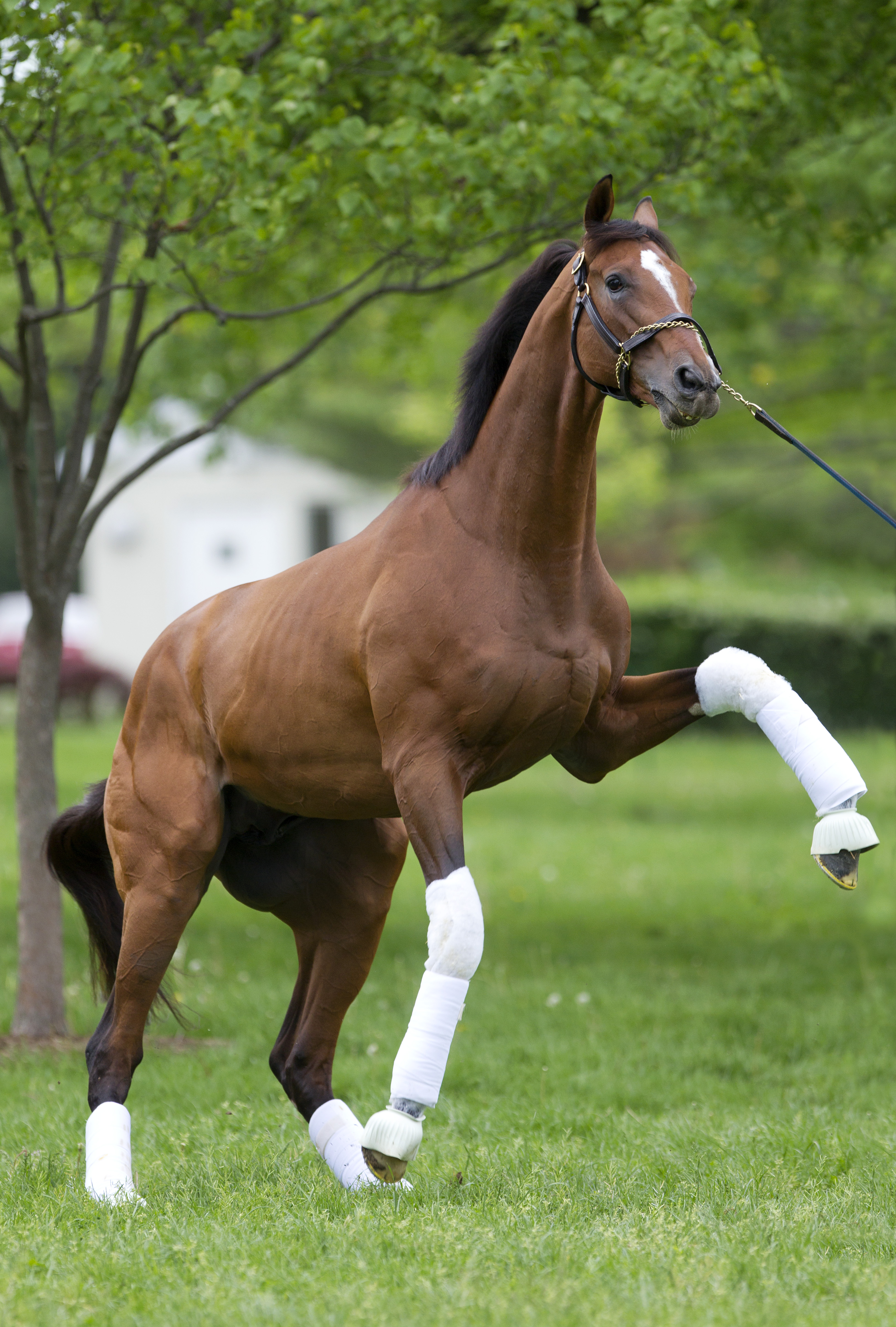 Mucho Macho Man - April 2011
