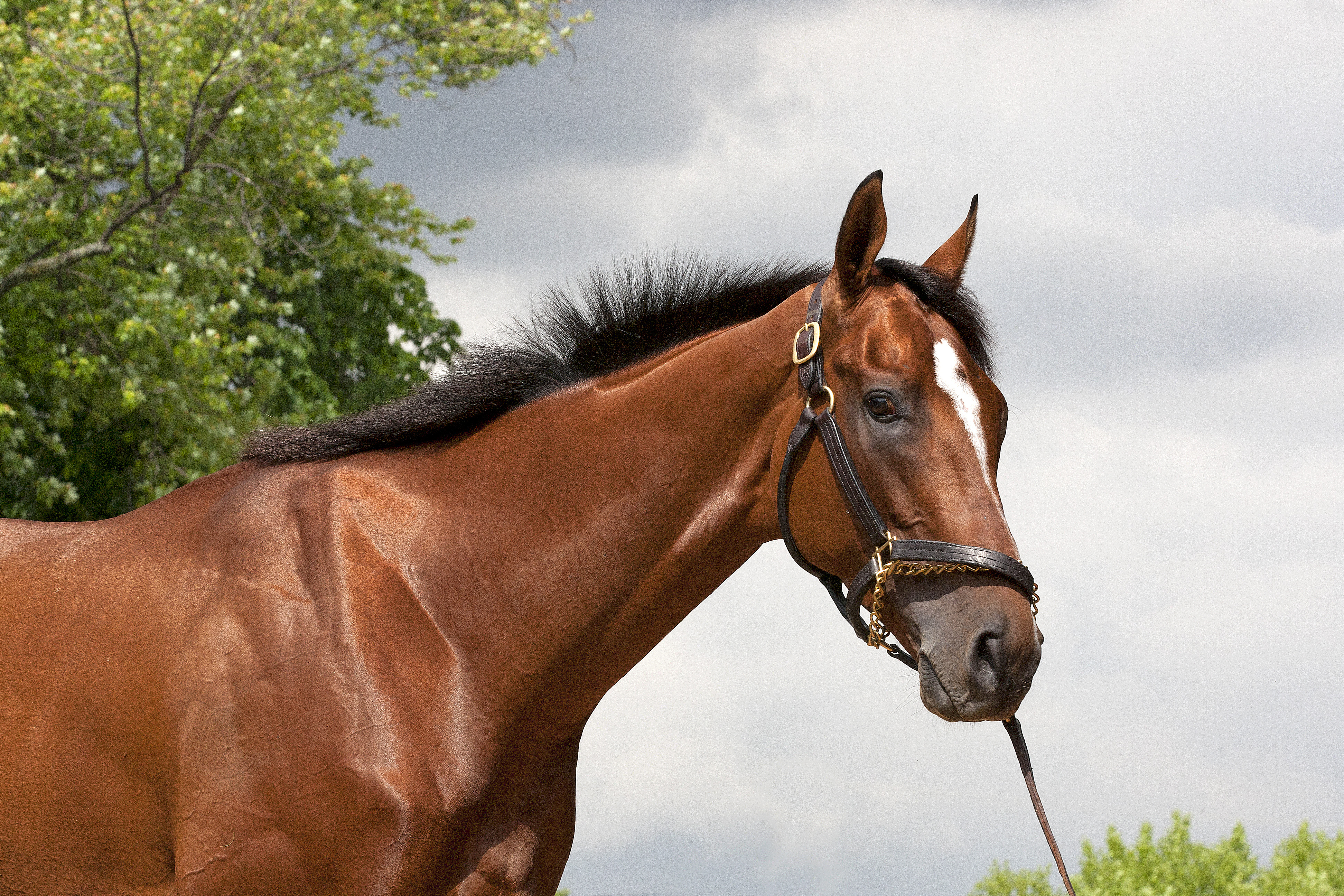 Belmont Stakes: Mucho Macho Man works over Belmont main track