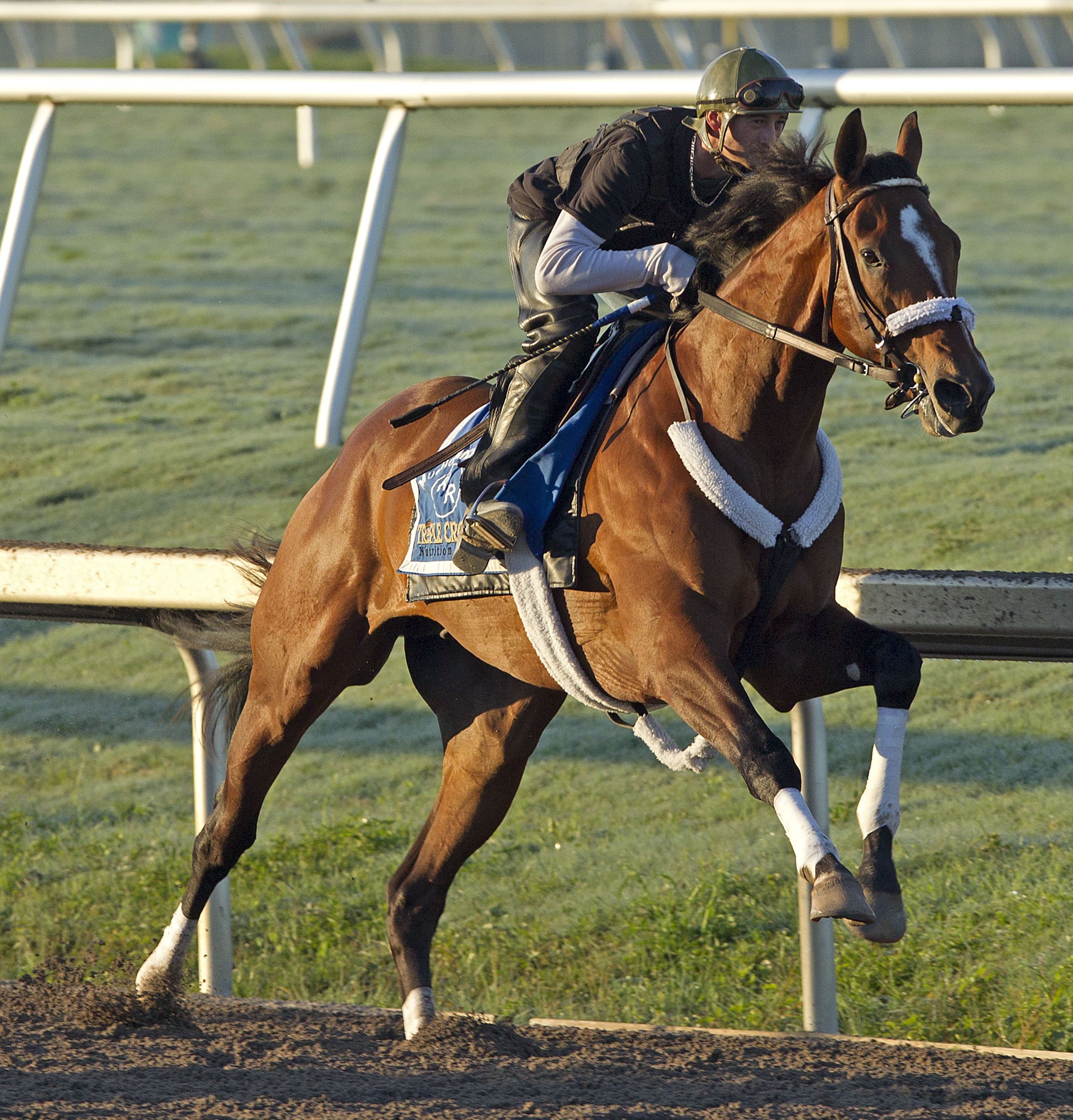 mucho macho man