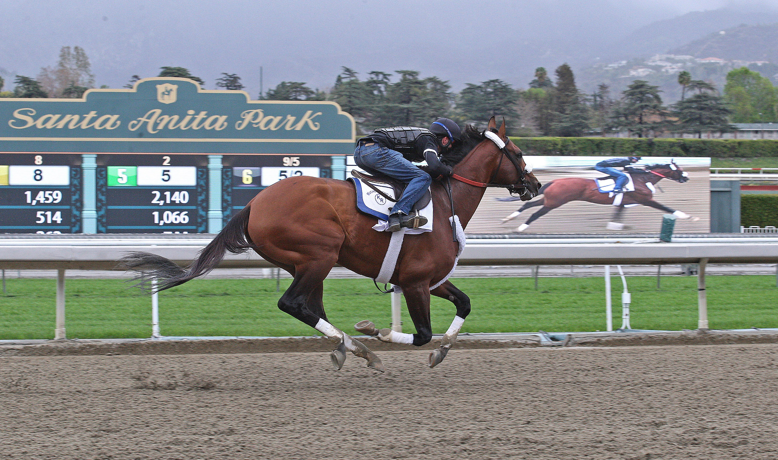Mucho Macho Man training at Santa Anita Park