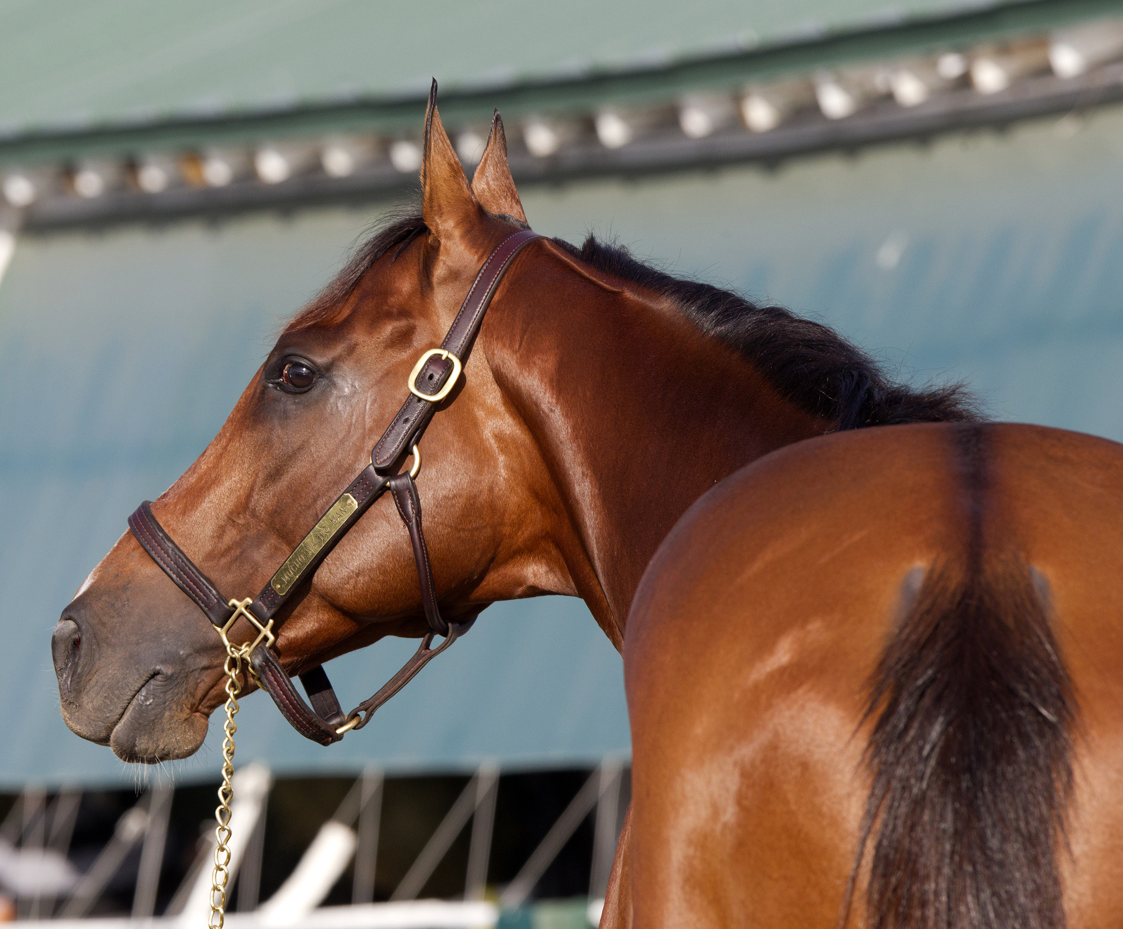 Mucho Macho Man
