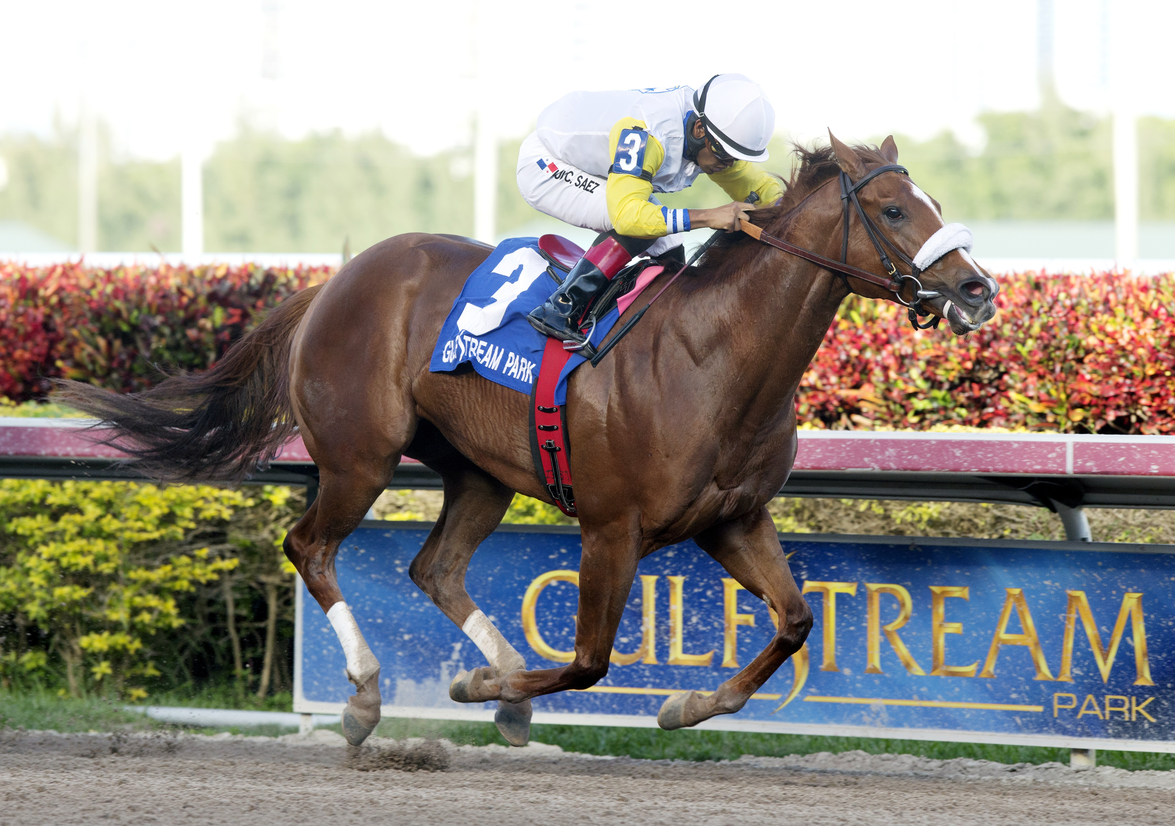 Munnings Sister wins the Awesome Feather
