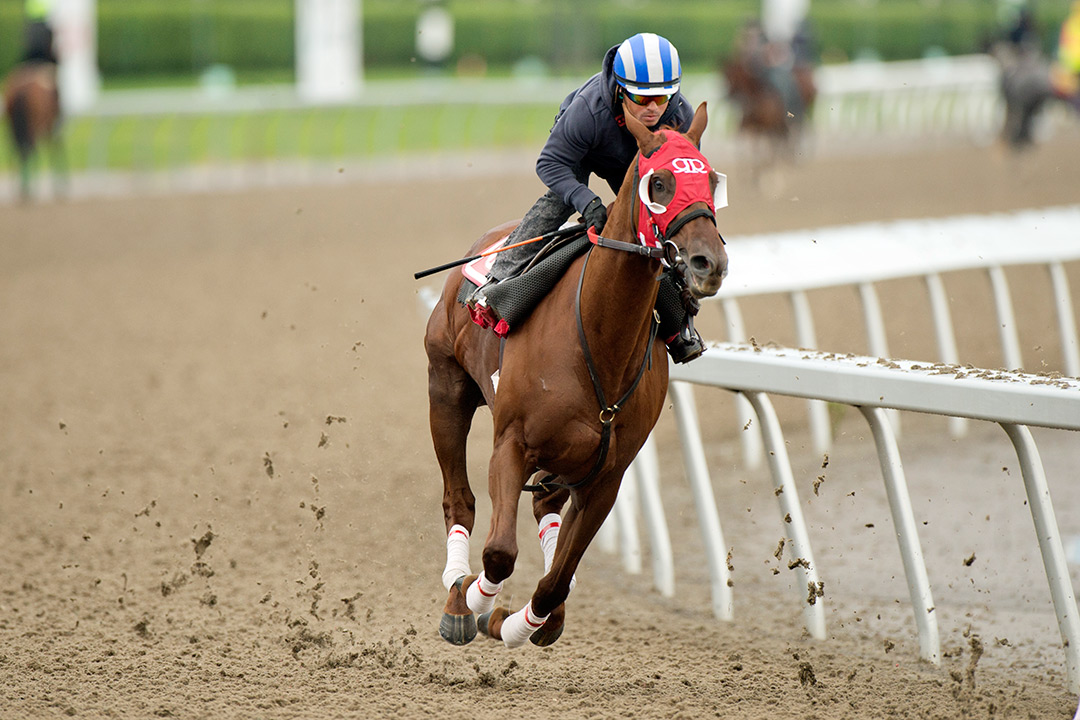 Munnyfor Ro trains at Woodbine Racetrack on Aug. 12