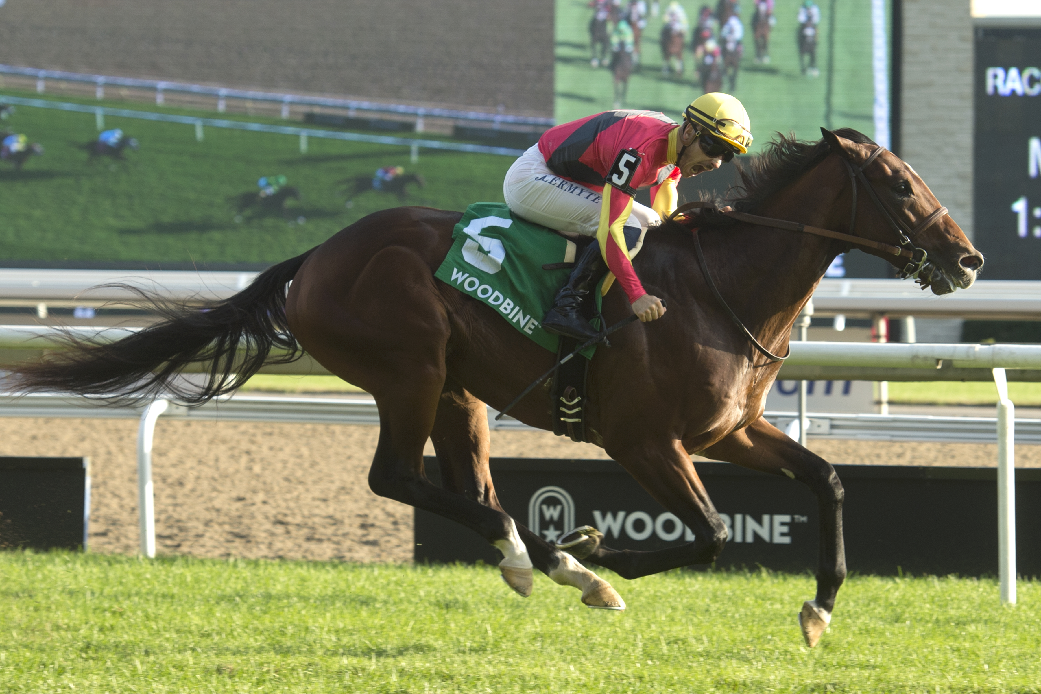 Muskoka Gold wins the 2019 Cup and Saucer