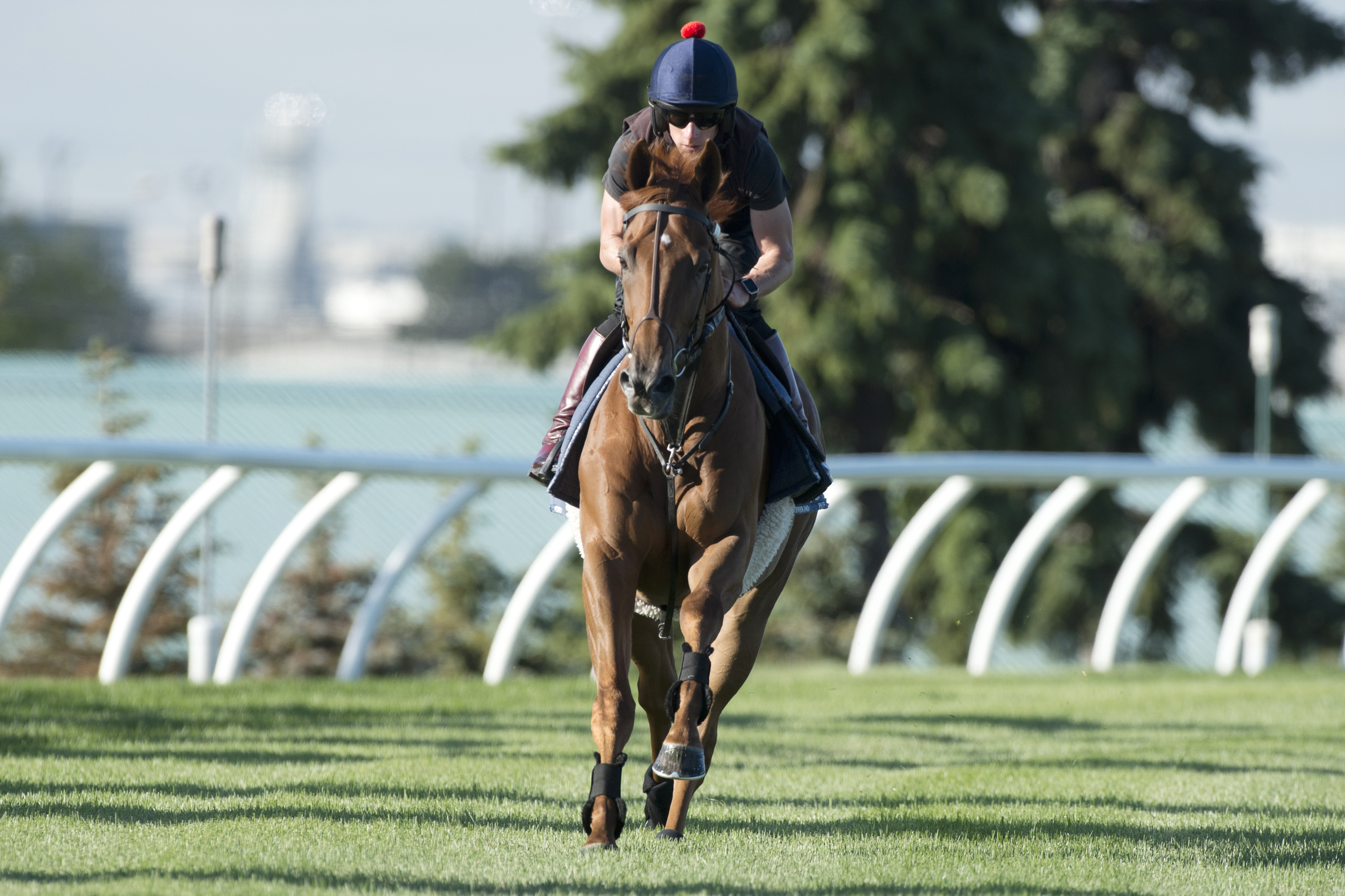 Mutakayeef trains at Woodbine on Sept. 15