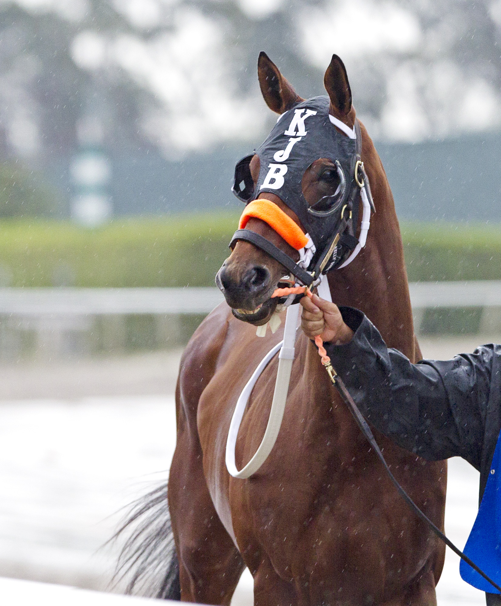 Kentucky Derby 2012: Under the Radar - My Adonis