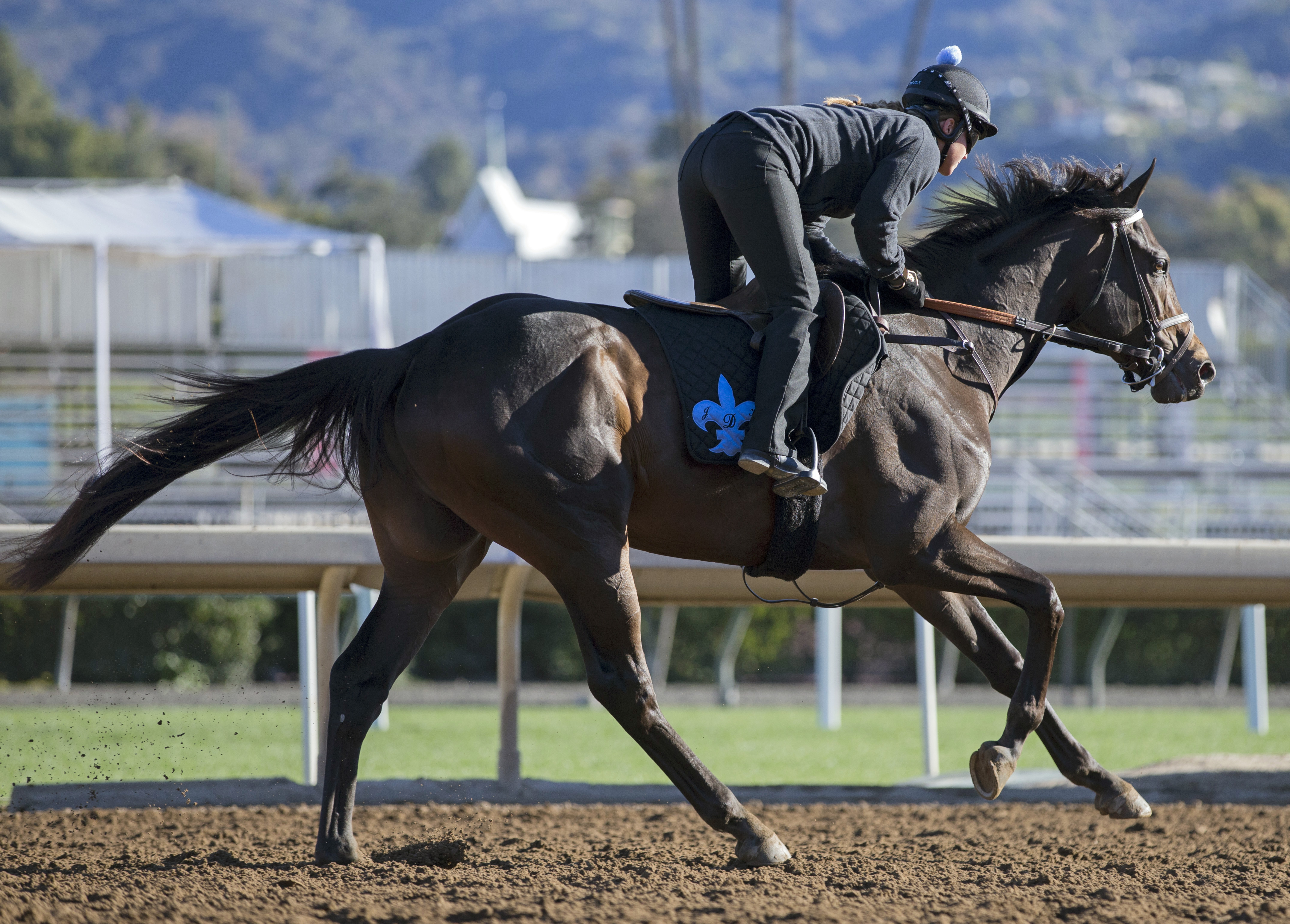 My Boy Jack trains at Santa Anita on March 5