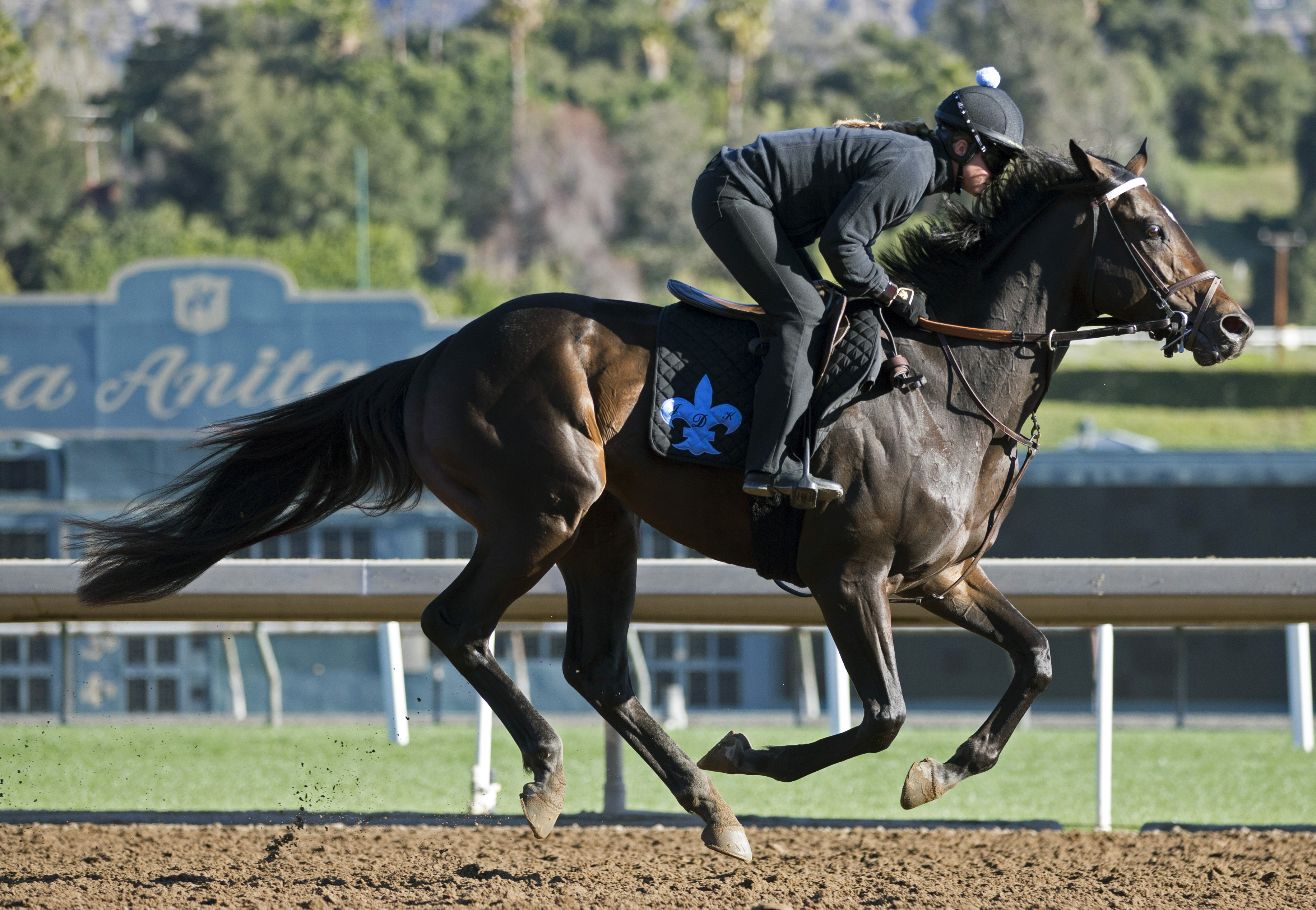 My Boy Jack trains at Santa Anita on March 5