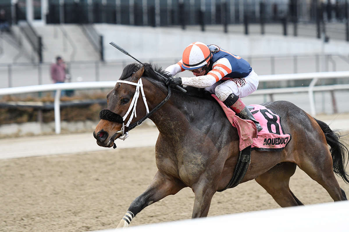 My Boy Tate wins the 2018 Hollie Hughes Stakes