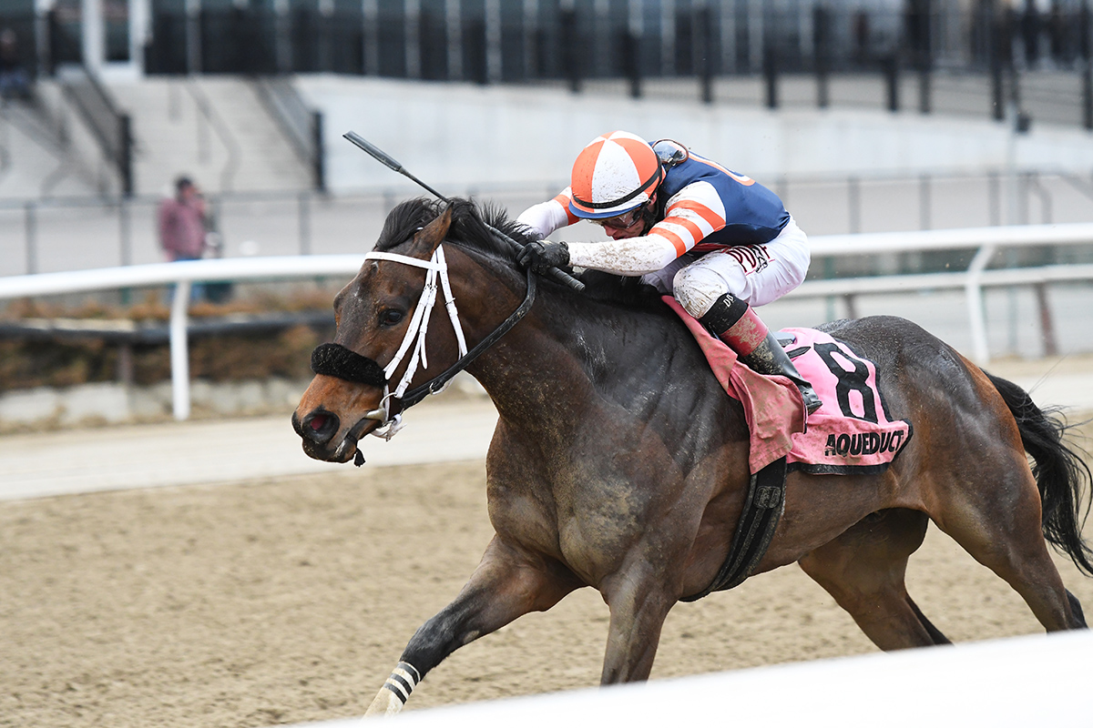 My Boy Tate wins the 2018 Hollie Hughes Stakes