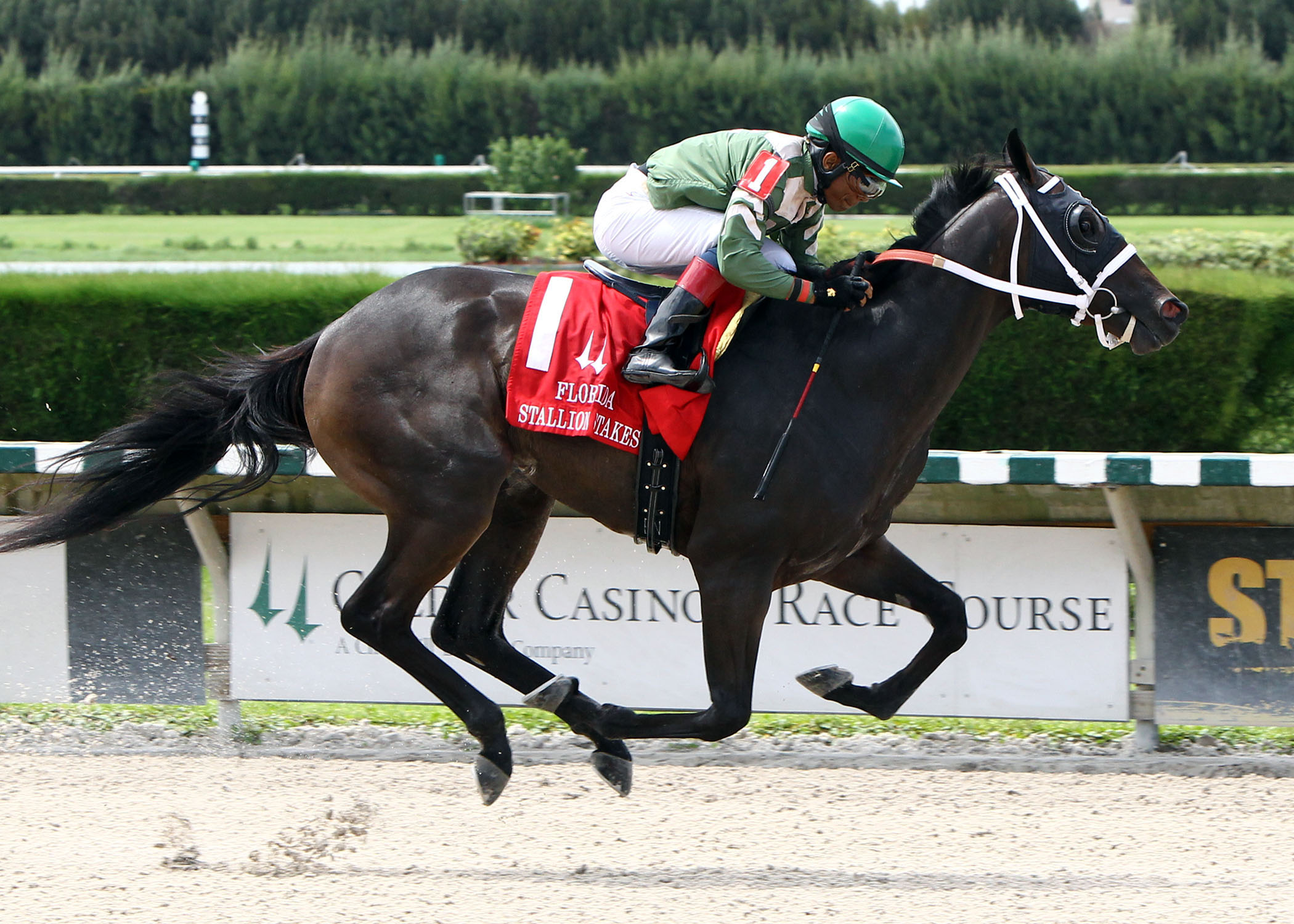 My Brown Eyed Guy, Florida Stallion Stakes
