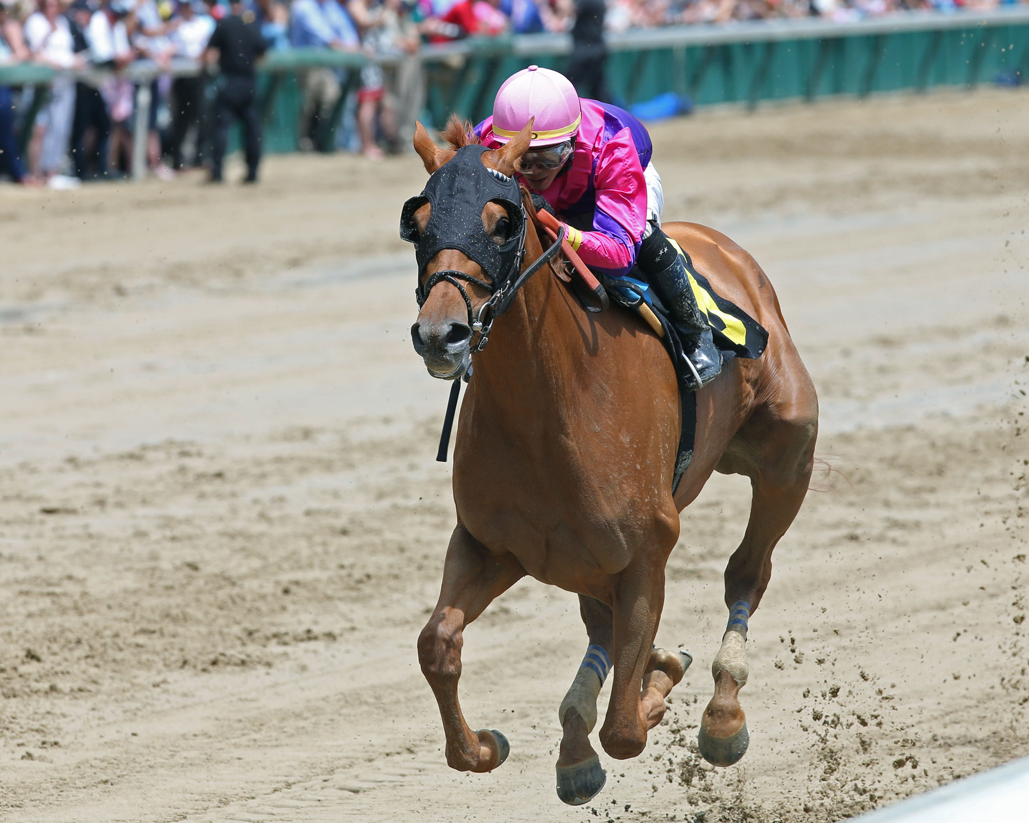 My Majestic Rose wins a Churchill maiden race on 5.2.19