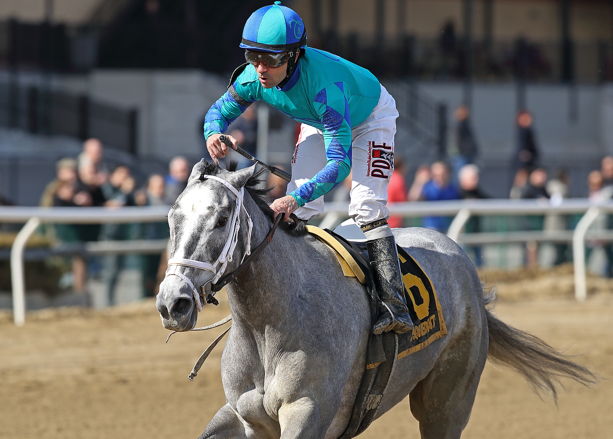 My Miss Lilly wins the Gazelle Stakes