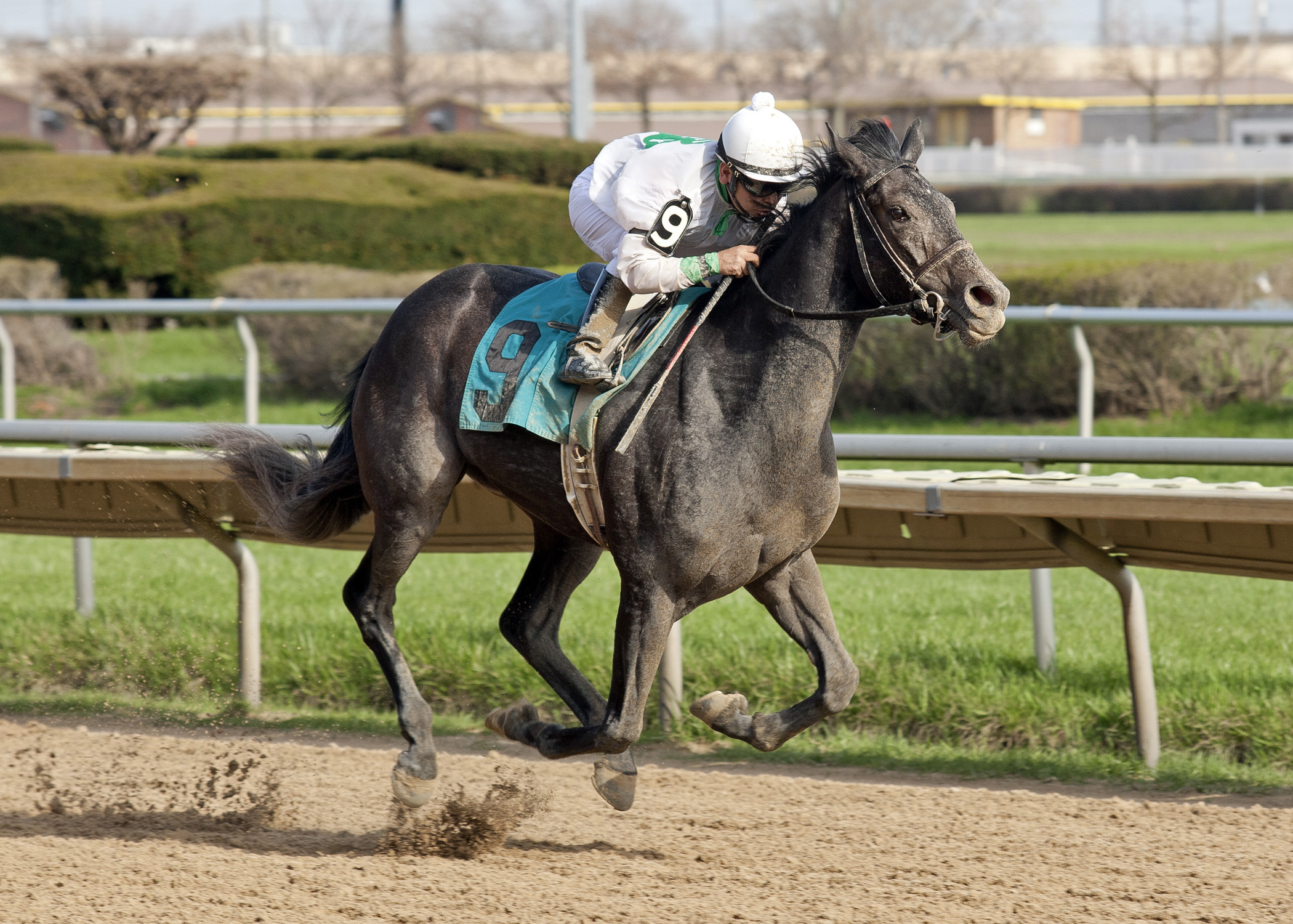 My Option, Pretty Jenny Stakes