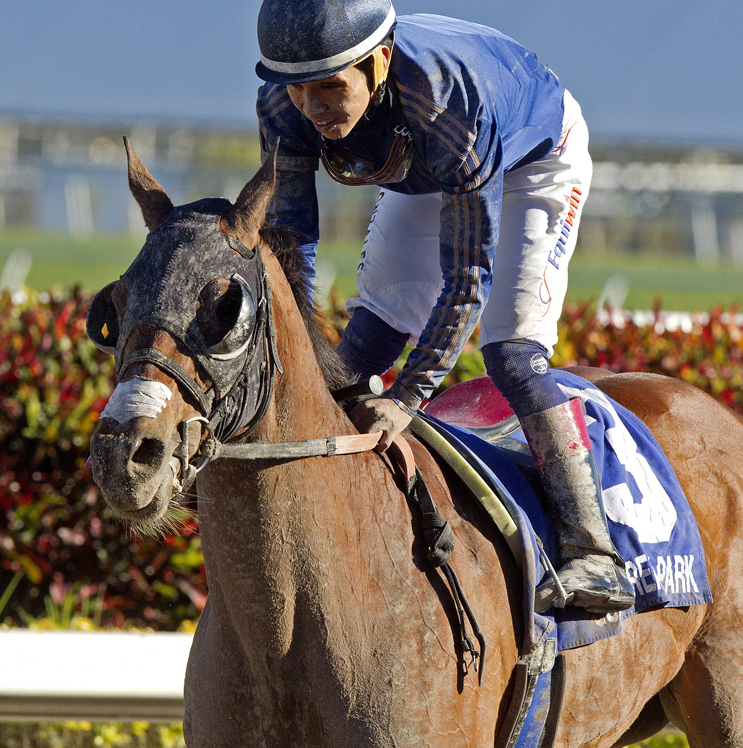 My Pal Chrisy, Sunshine Millions Filly and Mare Turf