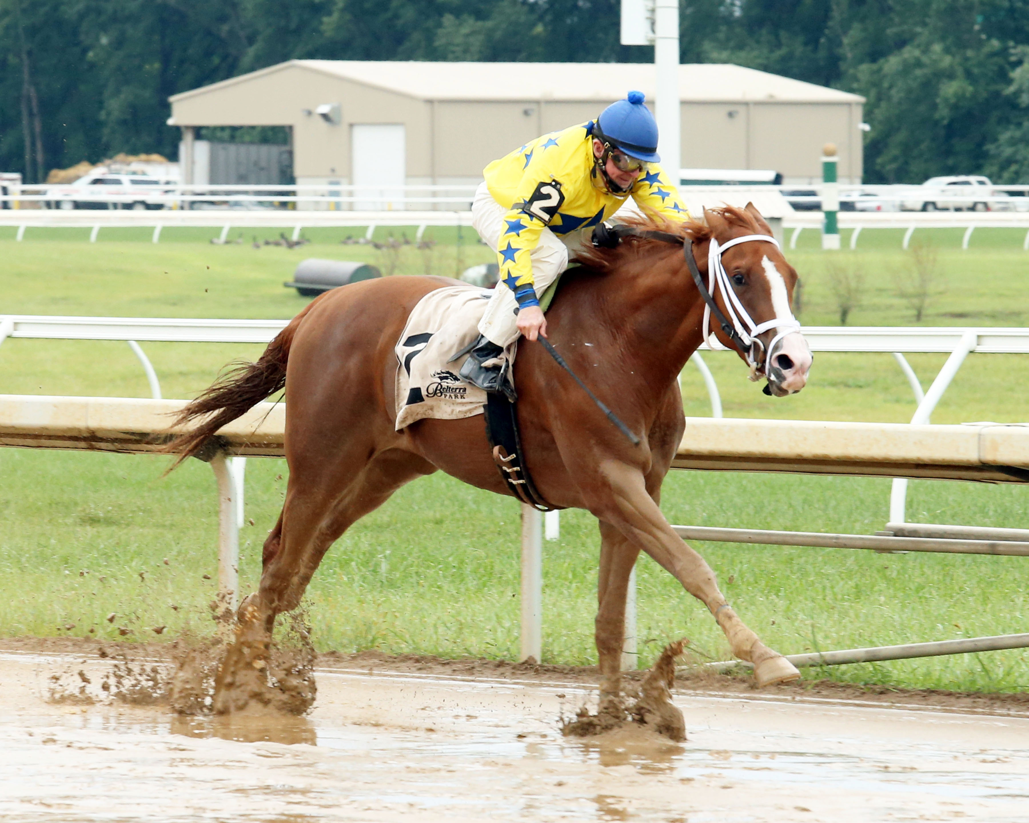 My Pardner Cal wins the Loyalty Stakes