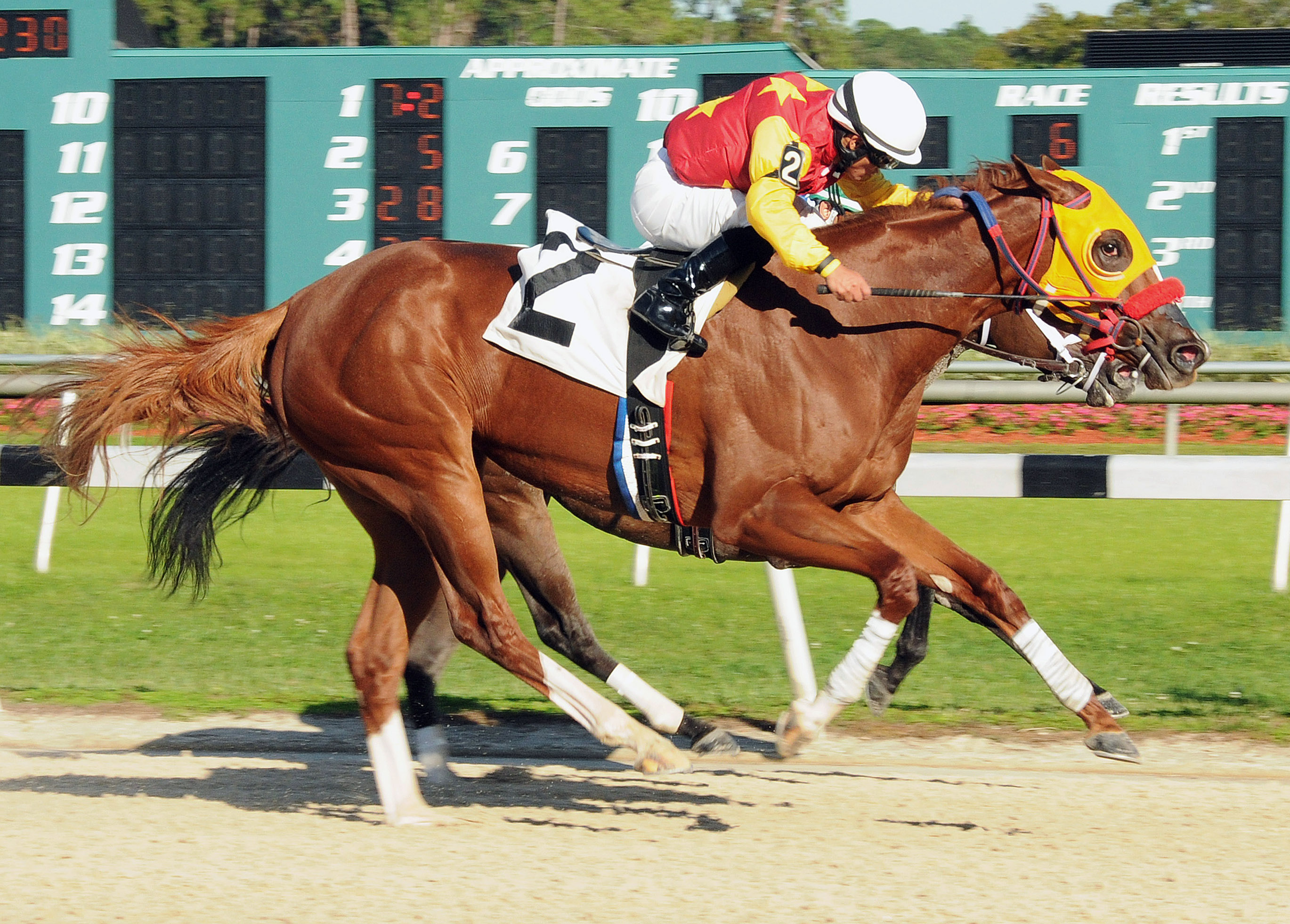 My Sweet Dove wins the Sandpiper