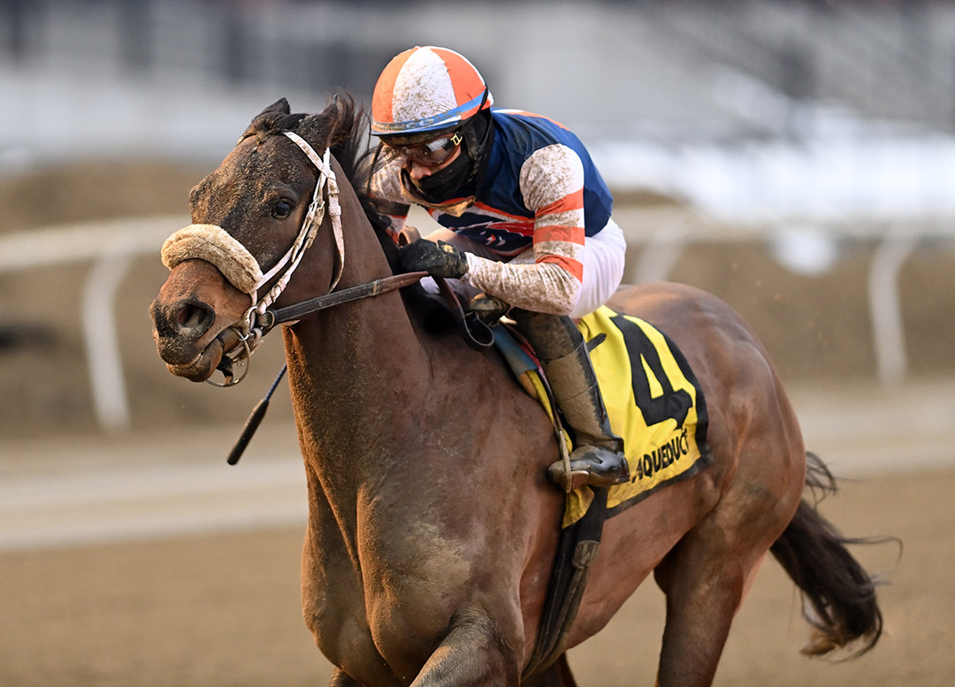 My Boy Tate wins the 2021 Hollie Hughes Stakes at Aqueduct