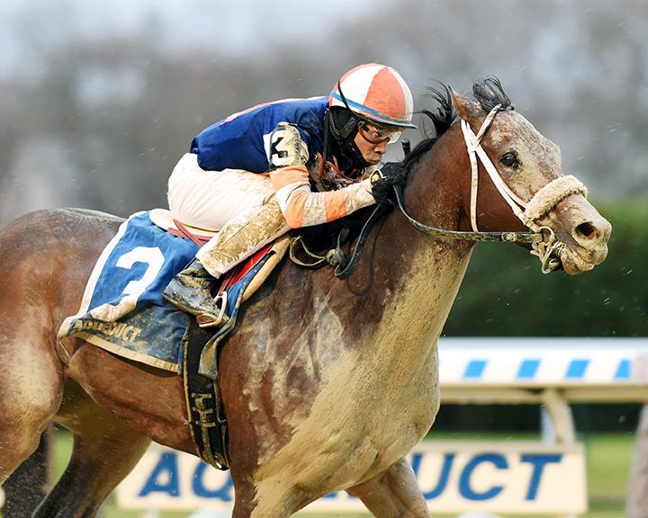 My Boy Tate wins the 2019 Thunder Rumble Stakes at Aqueduct Racetrack