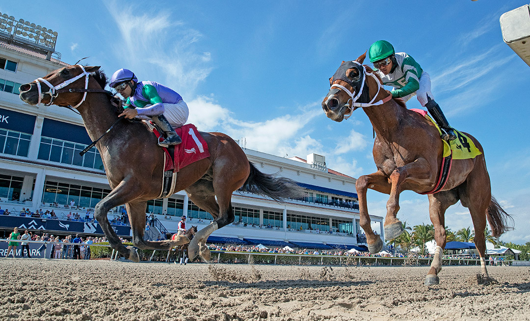 My Prankster (left) beats Dean Delivers (right) in the 2022 Swale Stakes at Gulfstream