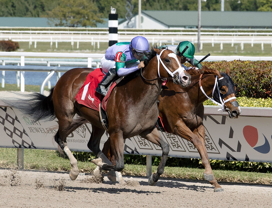 My Prankster (left) wins the 2022 Swale Stakes at Gulfstream Park
