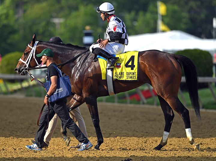 Mylady Curlin at the DuPont Distaff at Pimlico Race Course