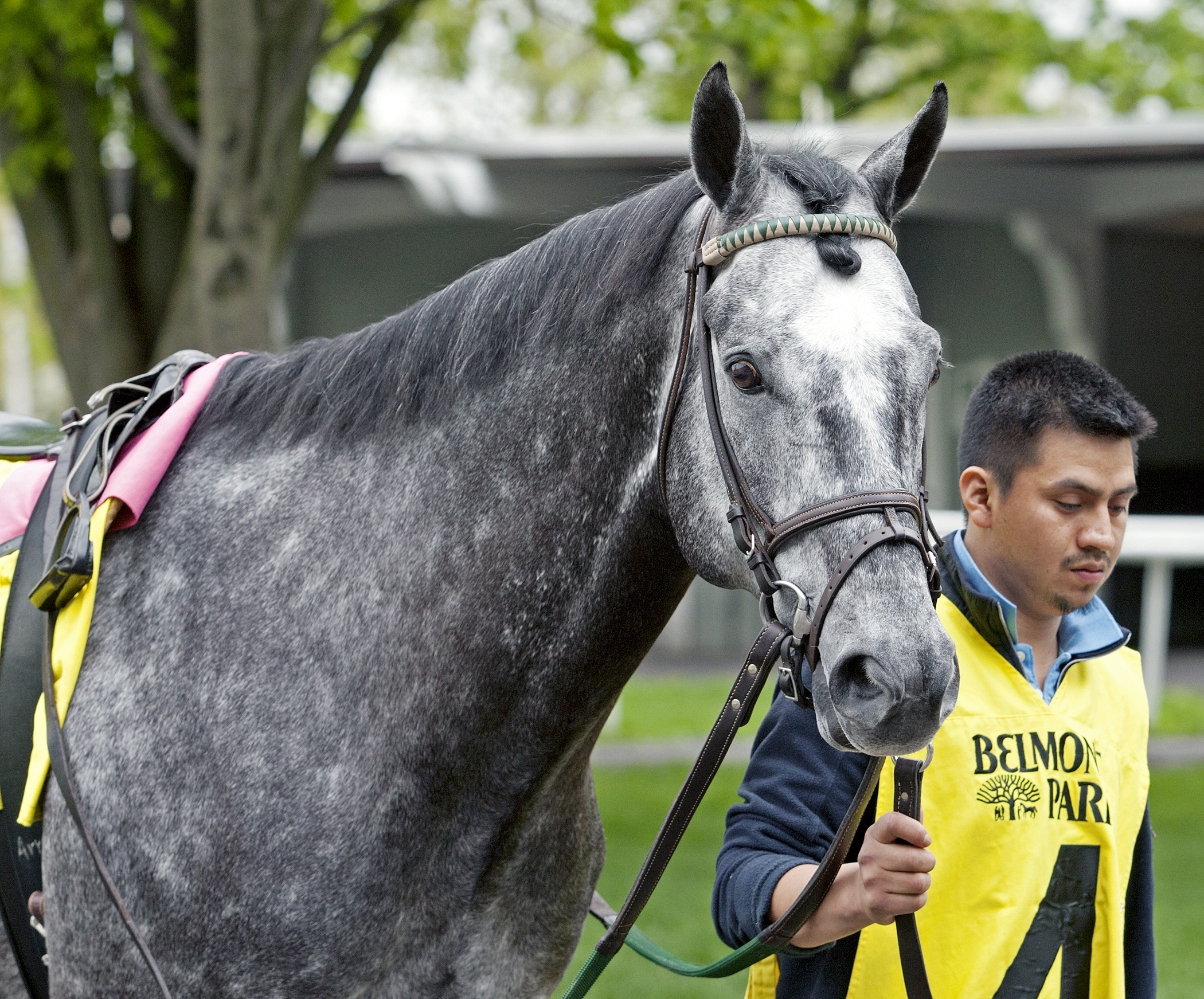 Mylute at Belmont Park on May 7, 2016
