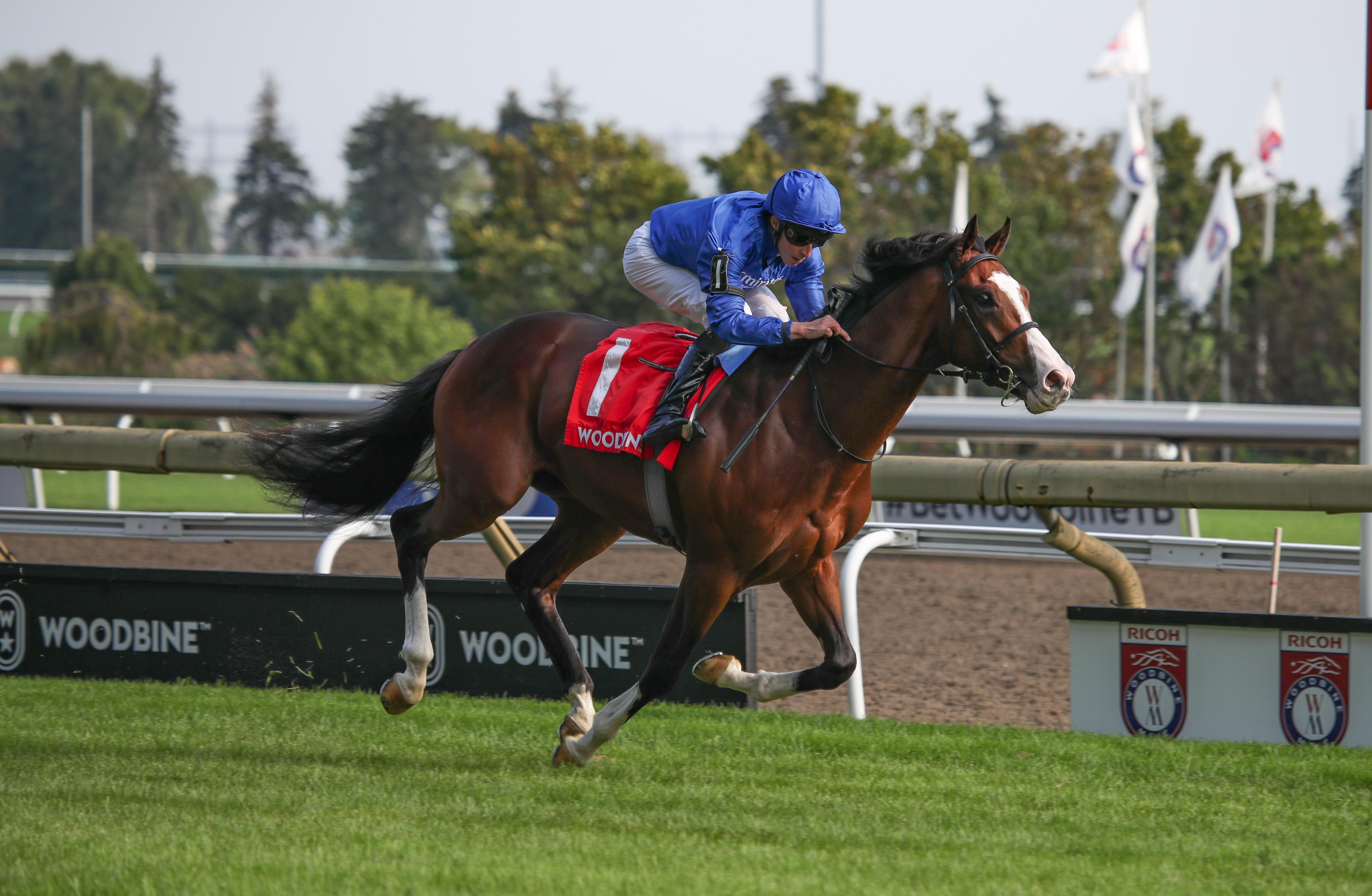 Mysterious Night wins the Summer at Woodbine Sept 17 2022