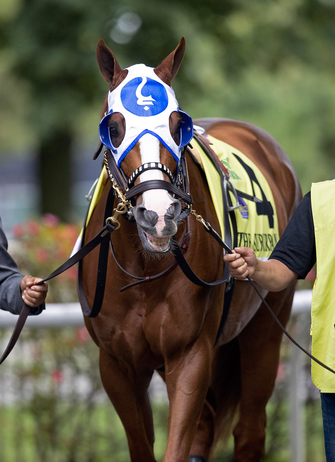 Mystic Guide at Belmont Park on July 3