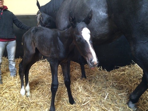 Mizdirection foal
