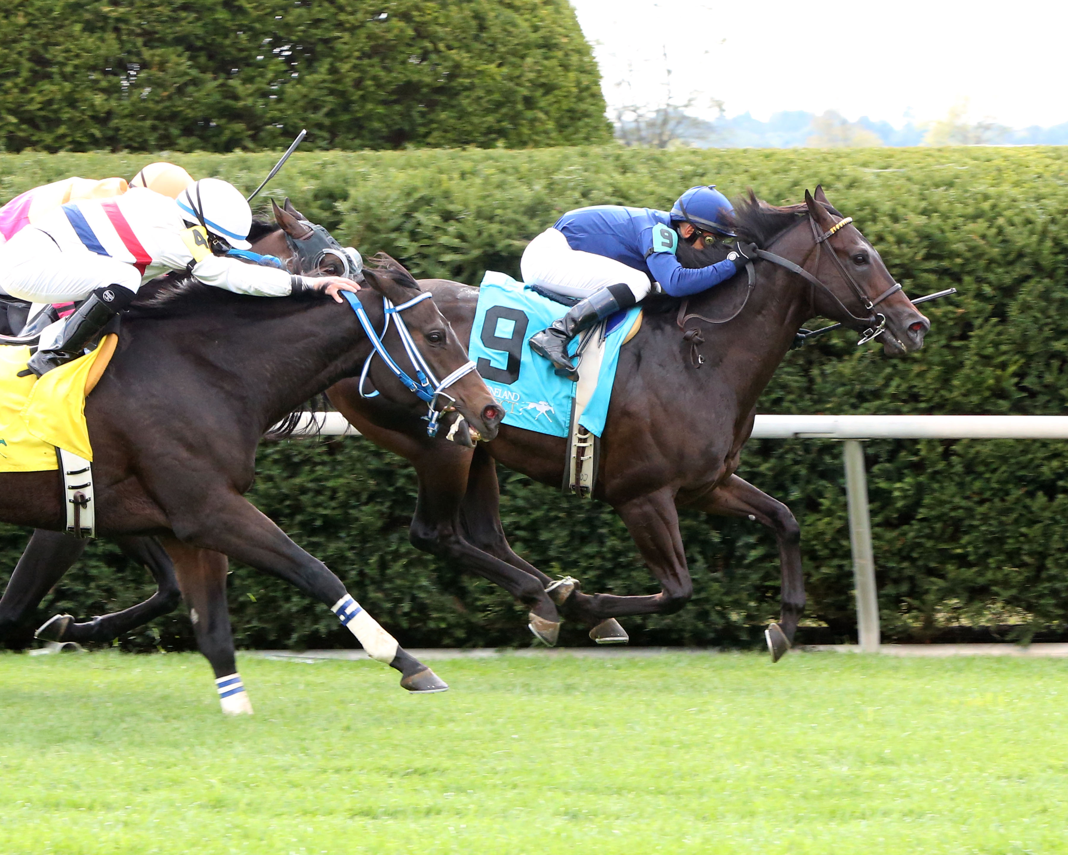 No Nay Never wins 2014 Woodford