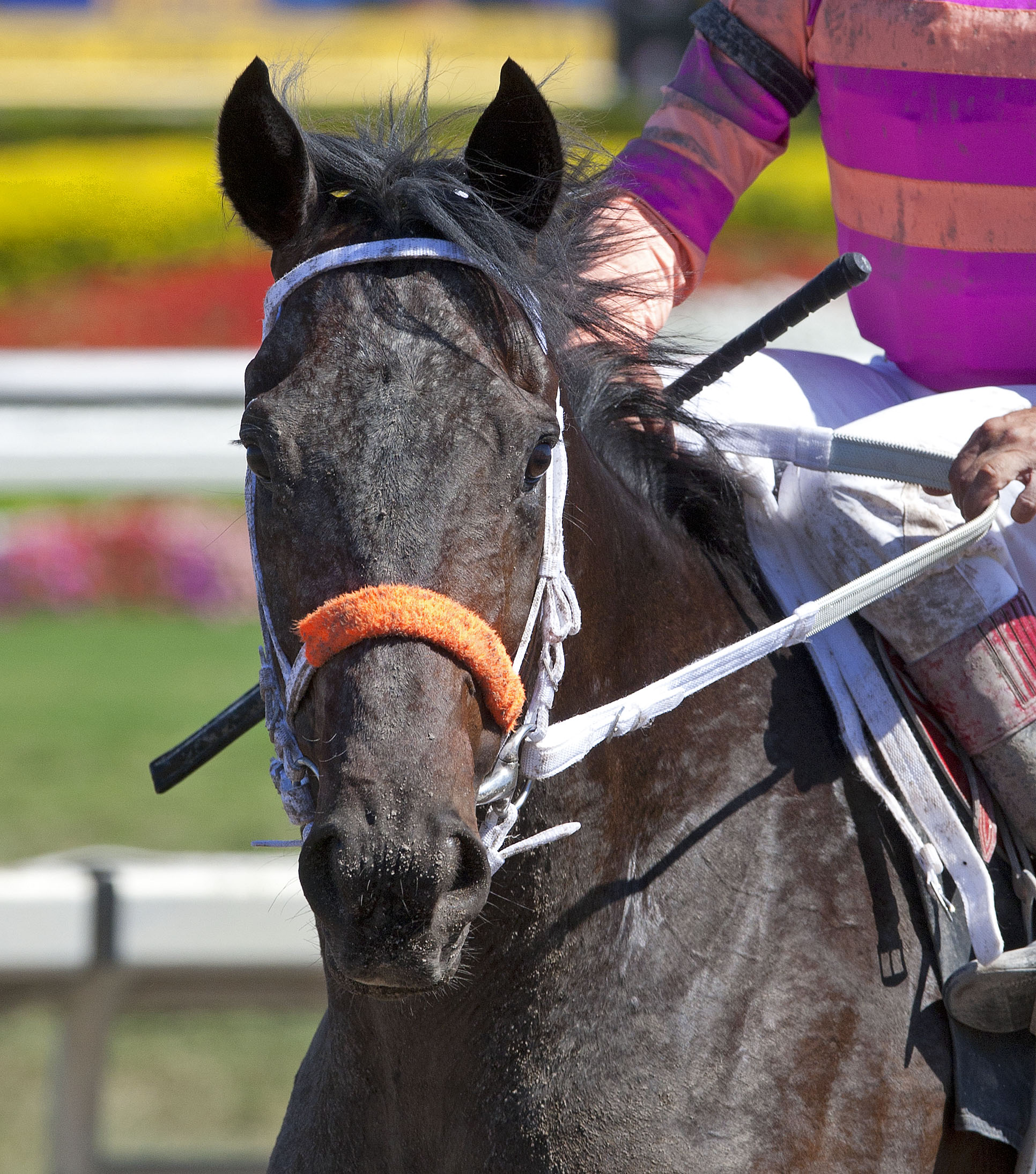 Louisiana Derby: Breen, Halls still have their share of Kentucky Derby hopefuls