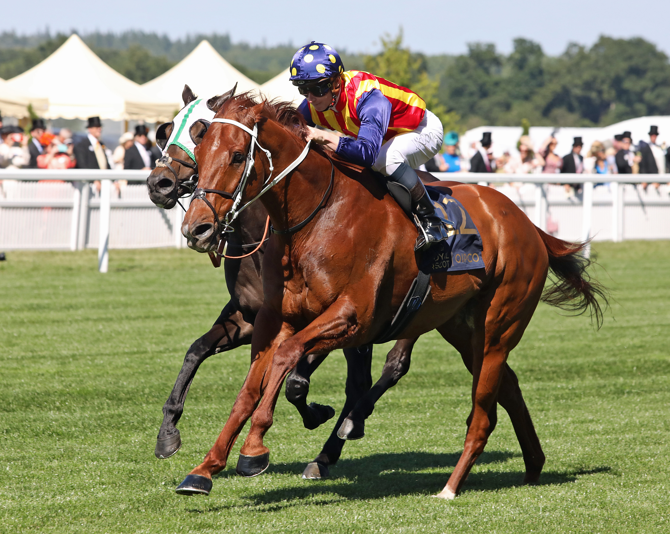 Nature Strip outfinishes a riderless horse in the King's Stand at Royal Ascot June 14 2022