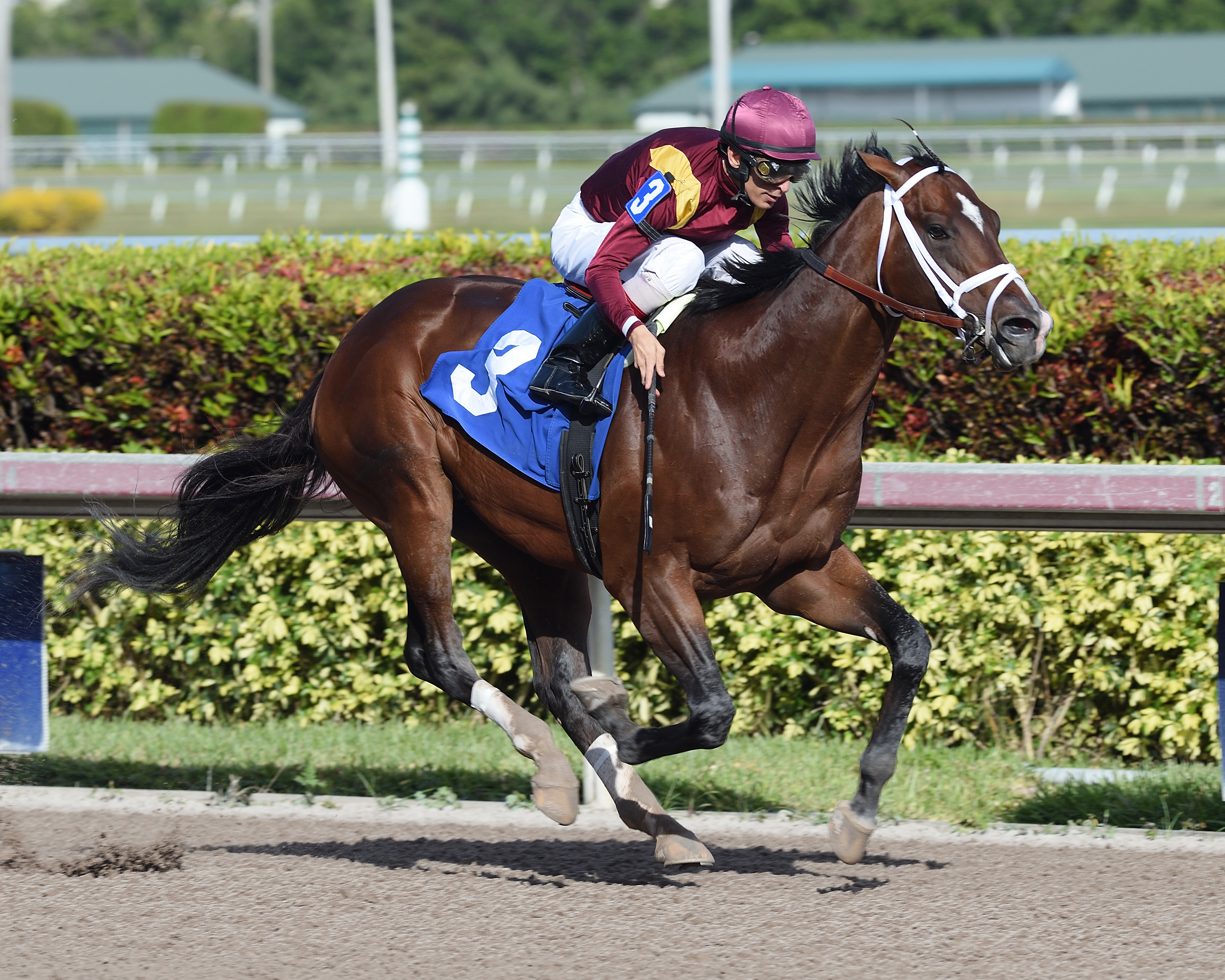 Navistar wins a Dec. 16 maiden race at Gulfstream