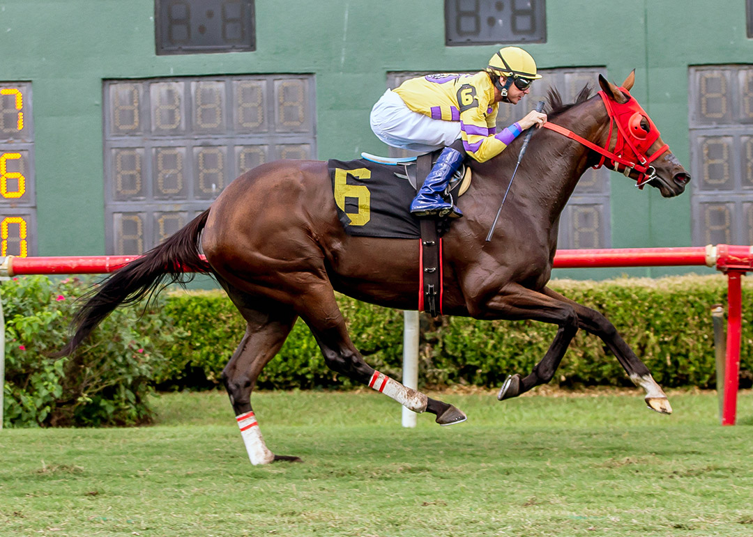 Net a Bear wins the 2021 Louisiana Cup Distaff at Louisiana Downs