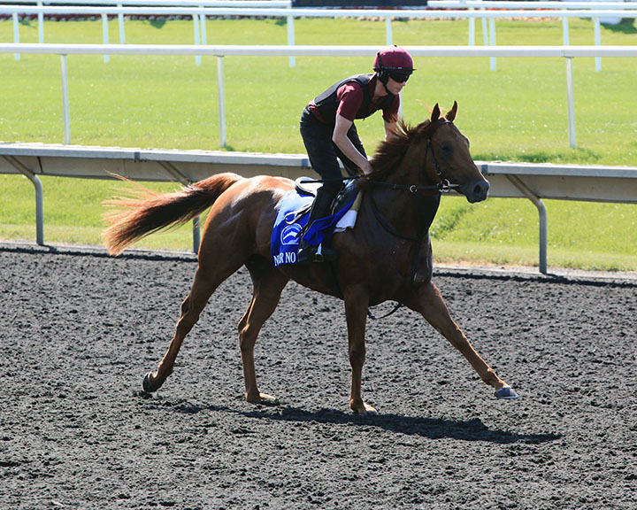 Never No More trains at Arlington Park on Aug. 8