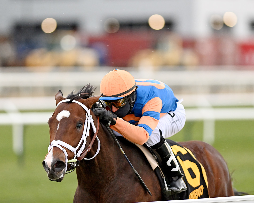 Never Surprised wins the 2021 Gio Ponti Stakes at Aqueduct Racetrack