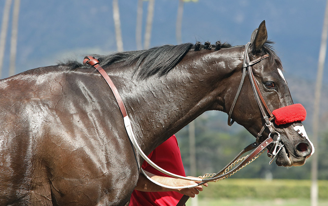 Next Shares at Santa Anita Park in March 2020