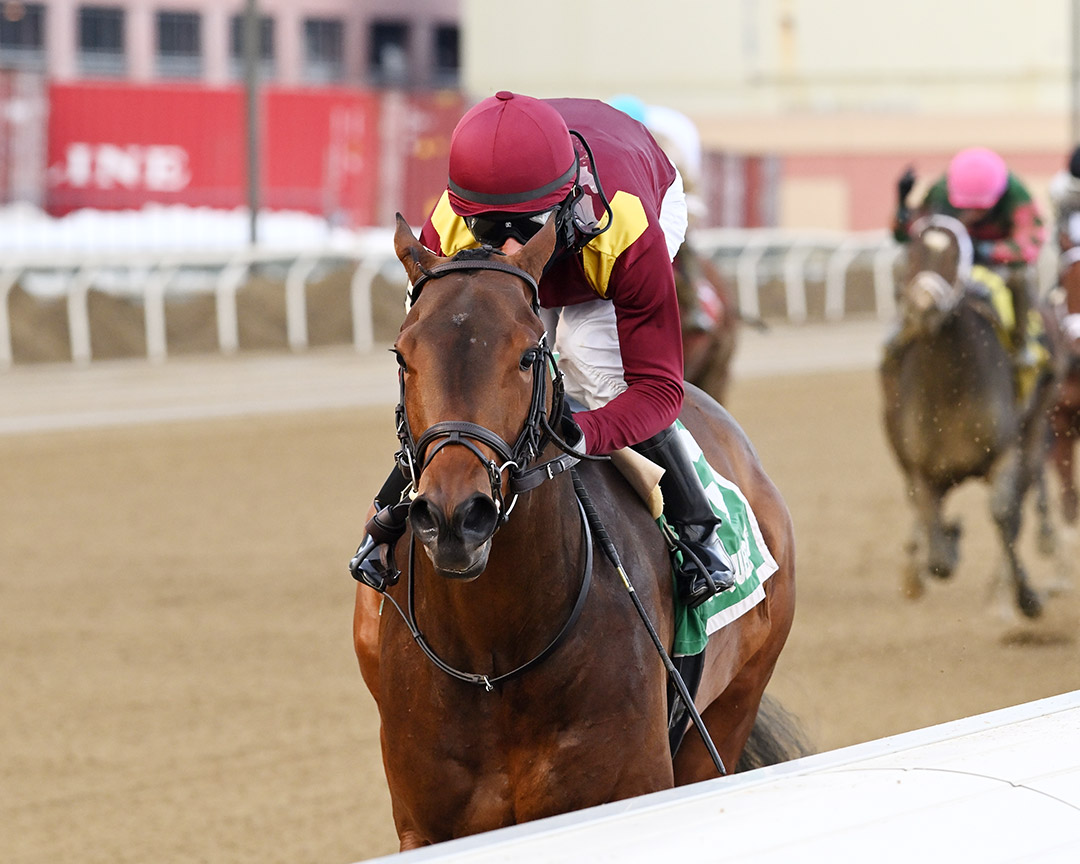 Nicky the Vest wins the 2021 Gander Stakes at Aqueduct Racetrack