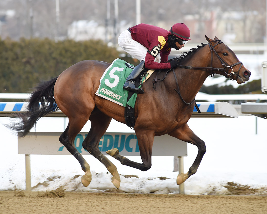 Nicky the Vest wins the 2021 Gander Stakes at Aqueduct Racetrack
